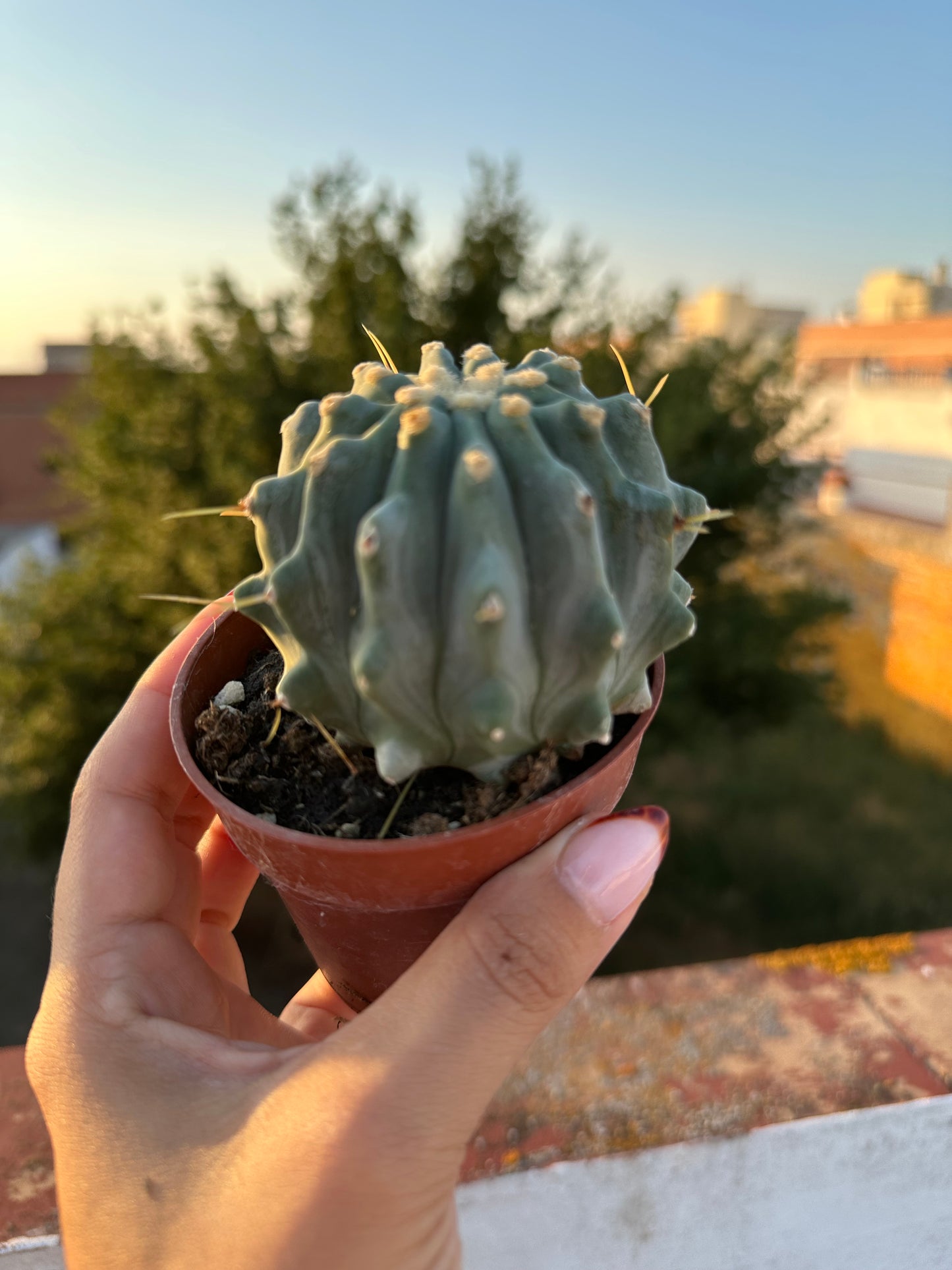 Ferocactus Glaucescens Inermis