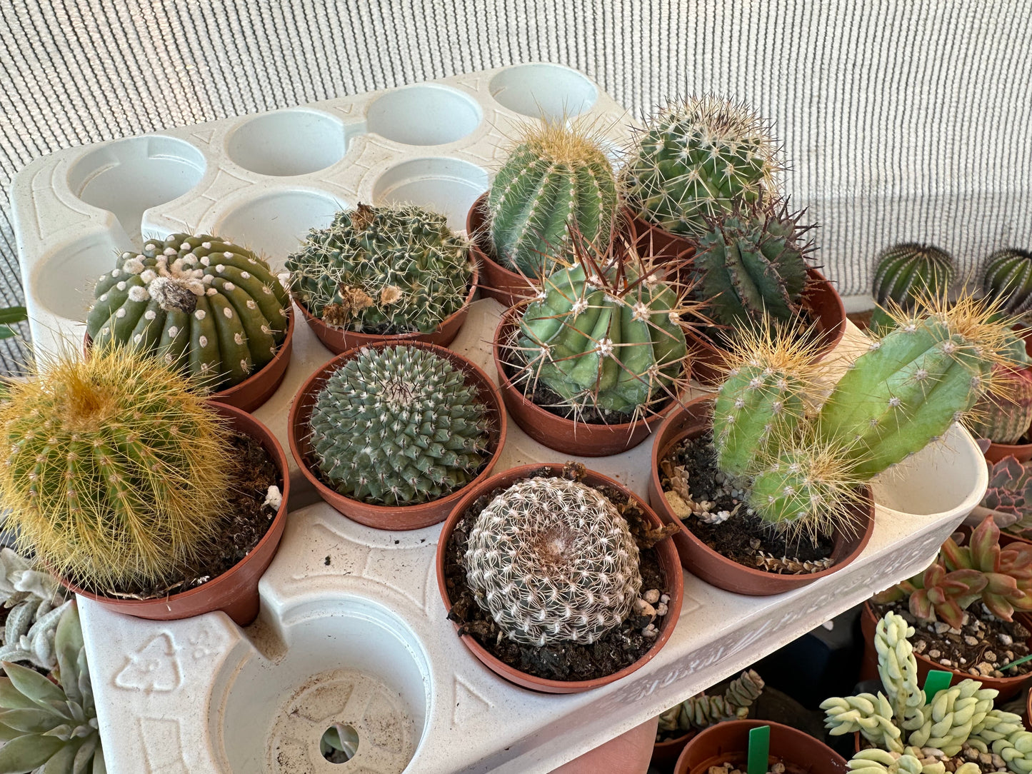 Surtido Cactus