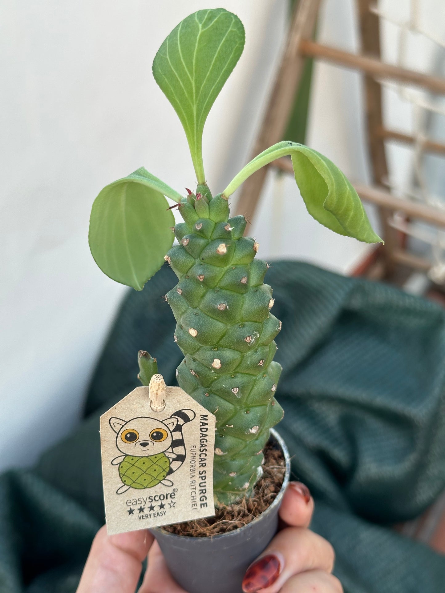 Euphorbia Ritchiei