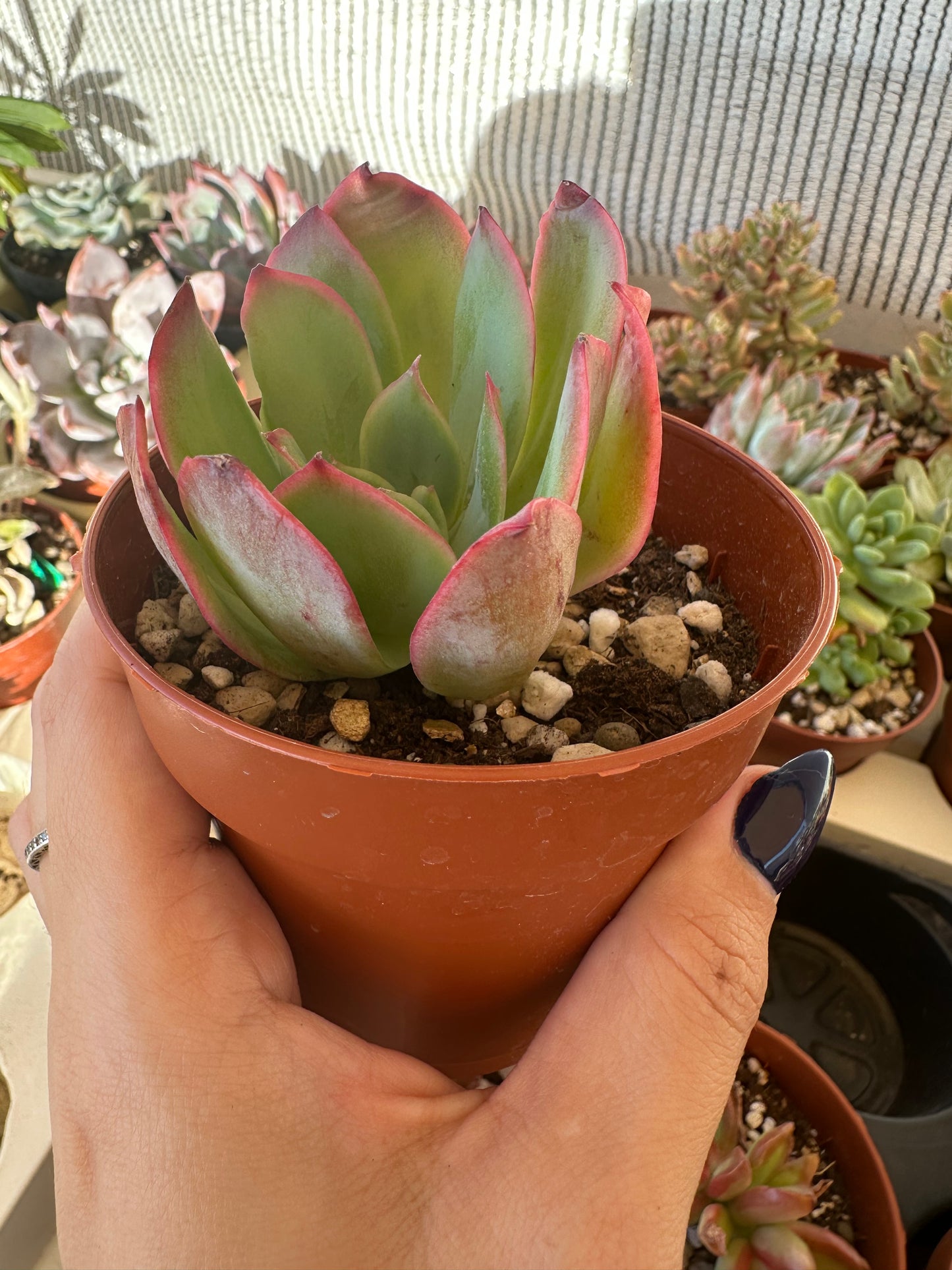 Echeveria Green Pacific