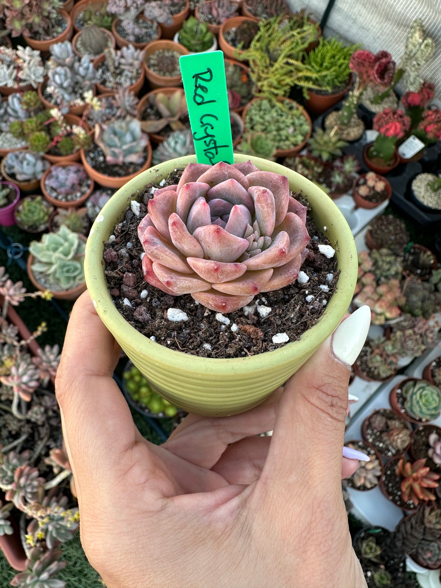 Echeveria Red Crystal