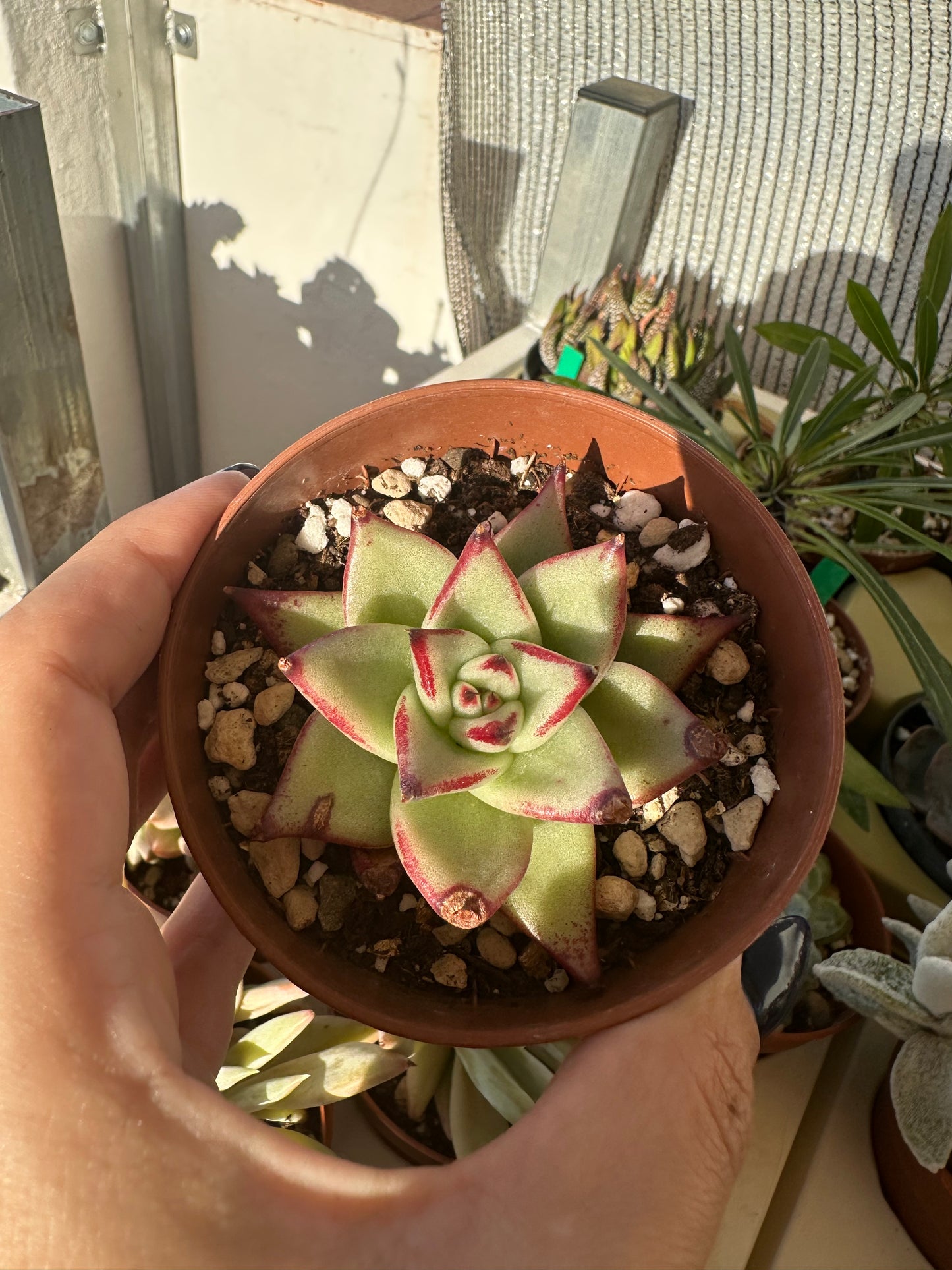 Echeveria Agavoides