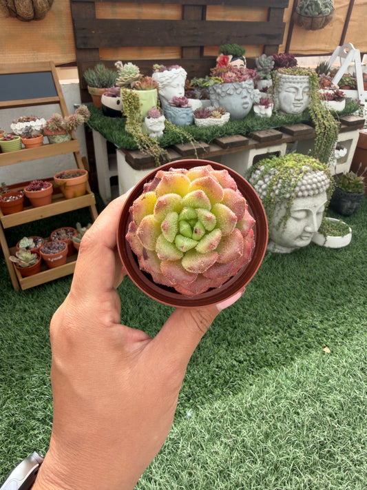 Echeveria Carol