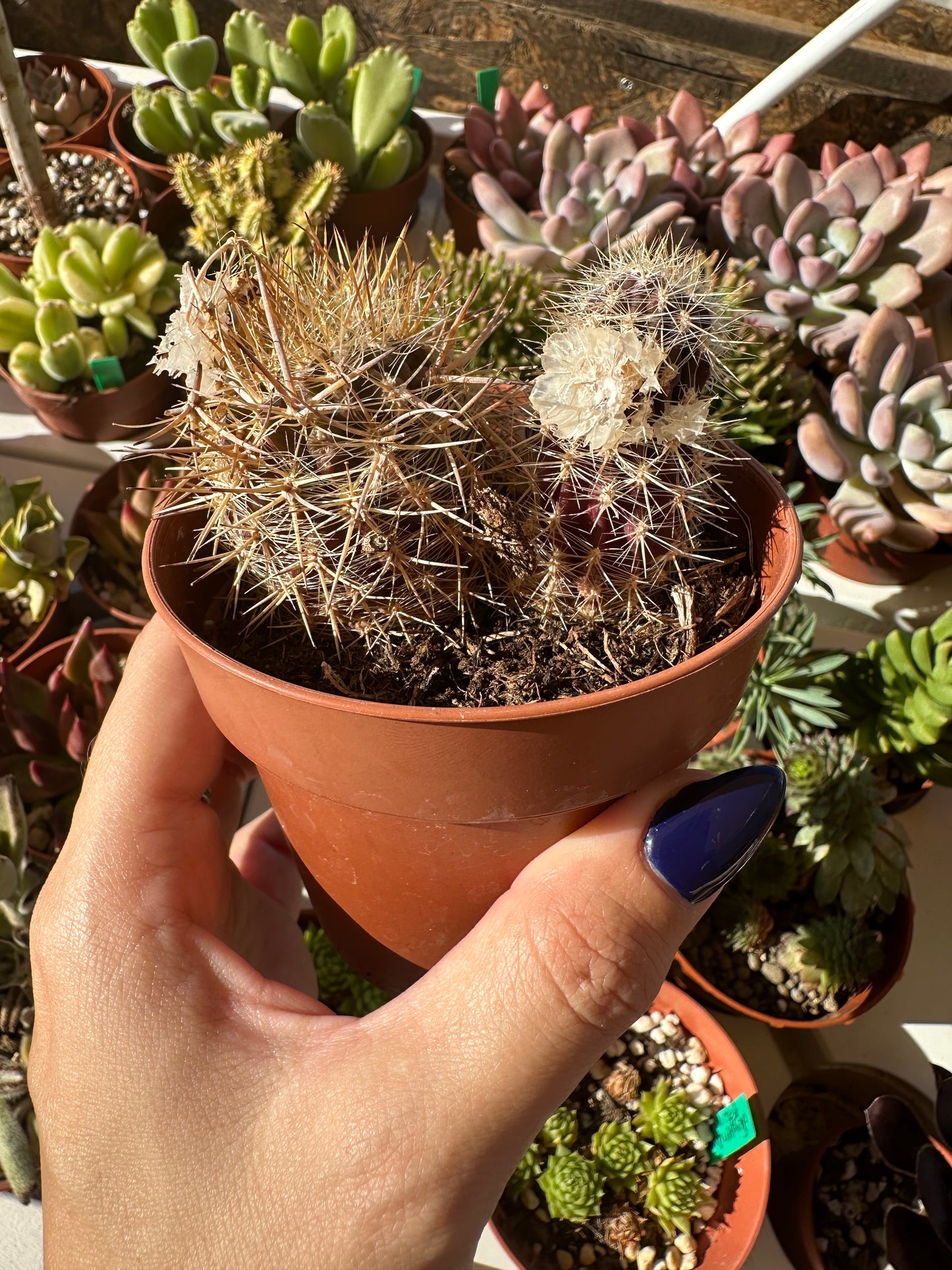 Cactus