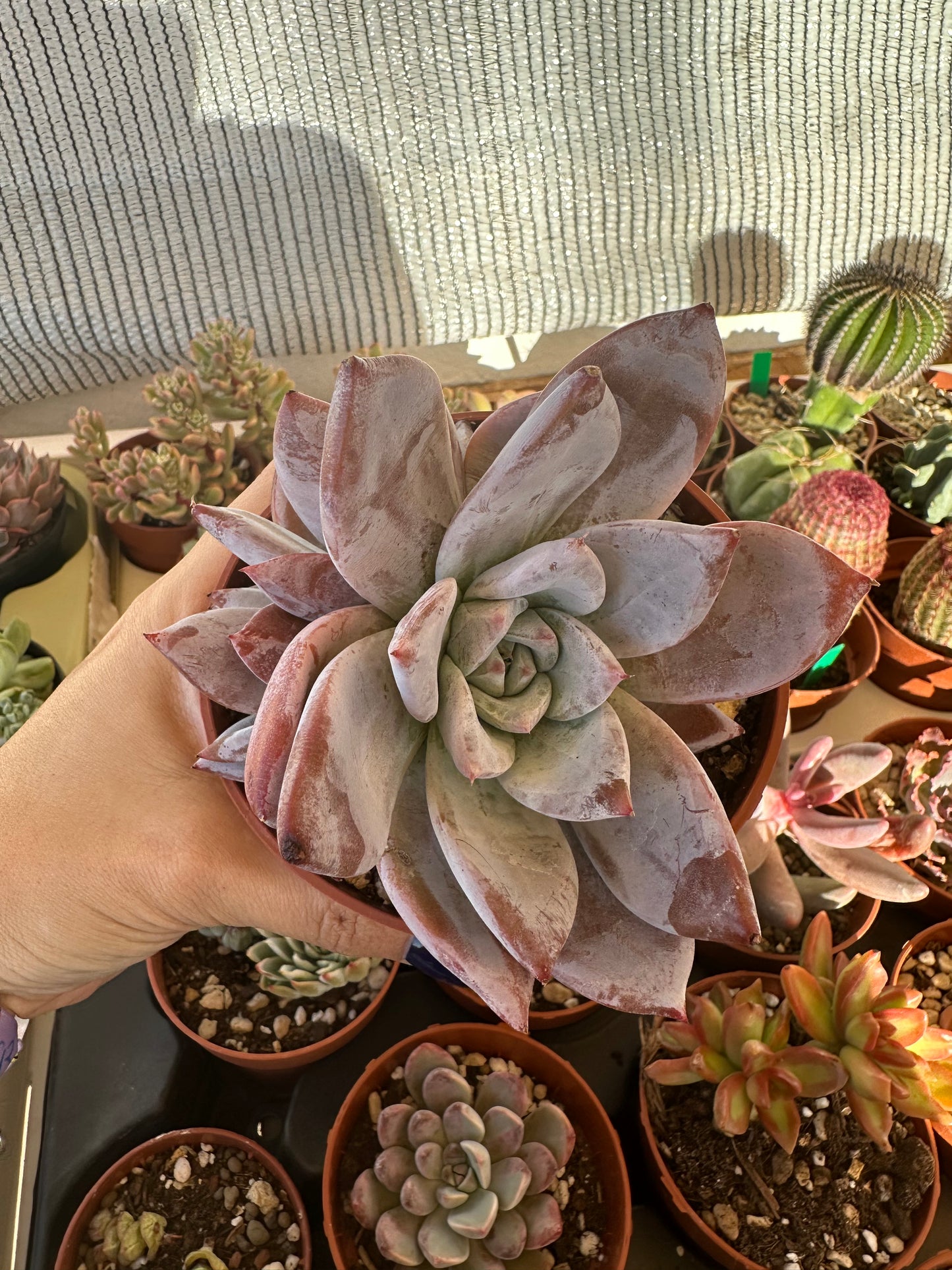 Echeveria White Lotus
