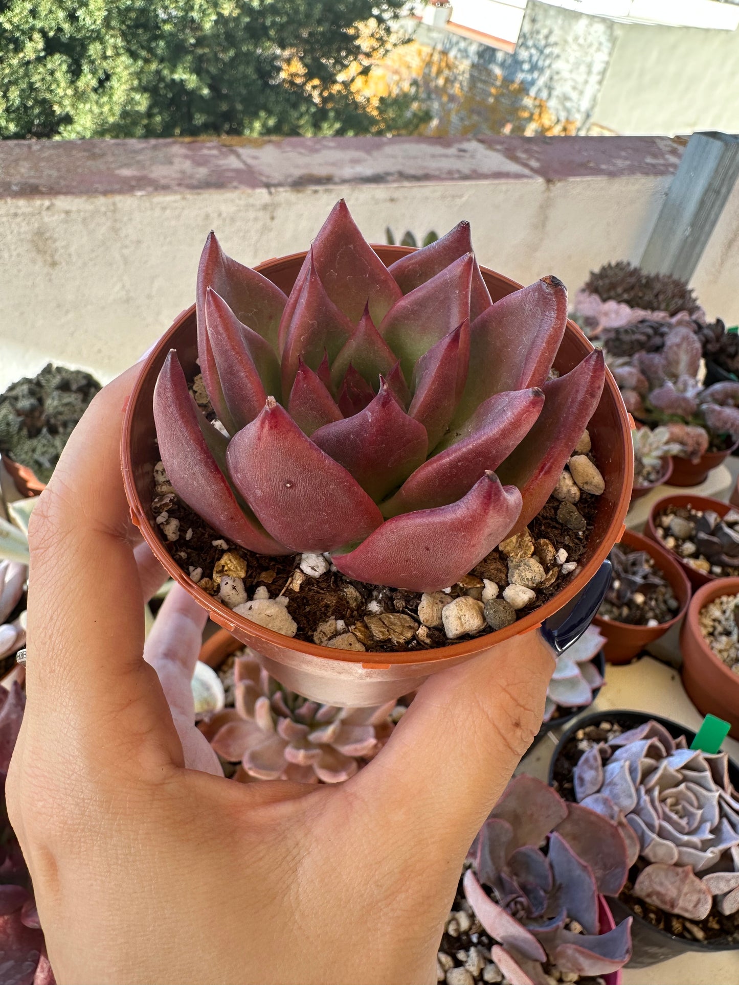 Echeveria Agavoides Tauris