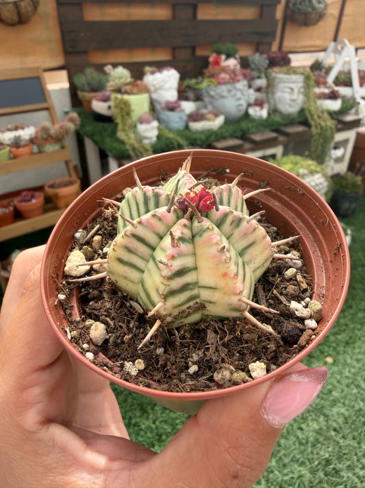 Euphorbia Melomorfis Variegata