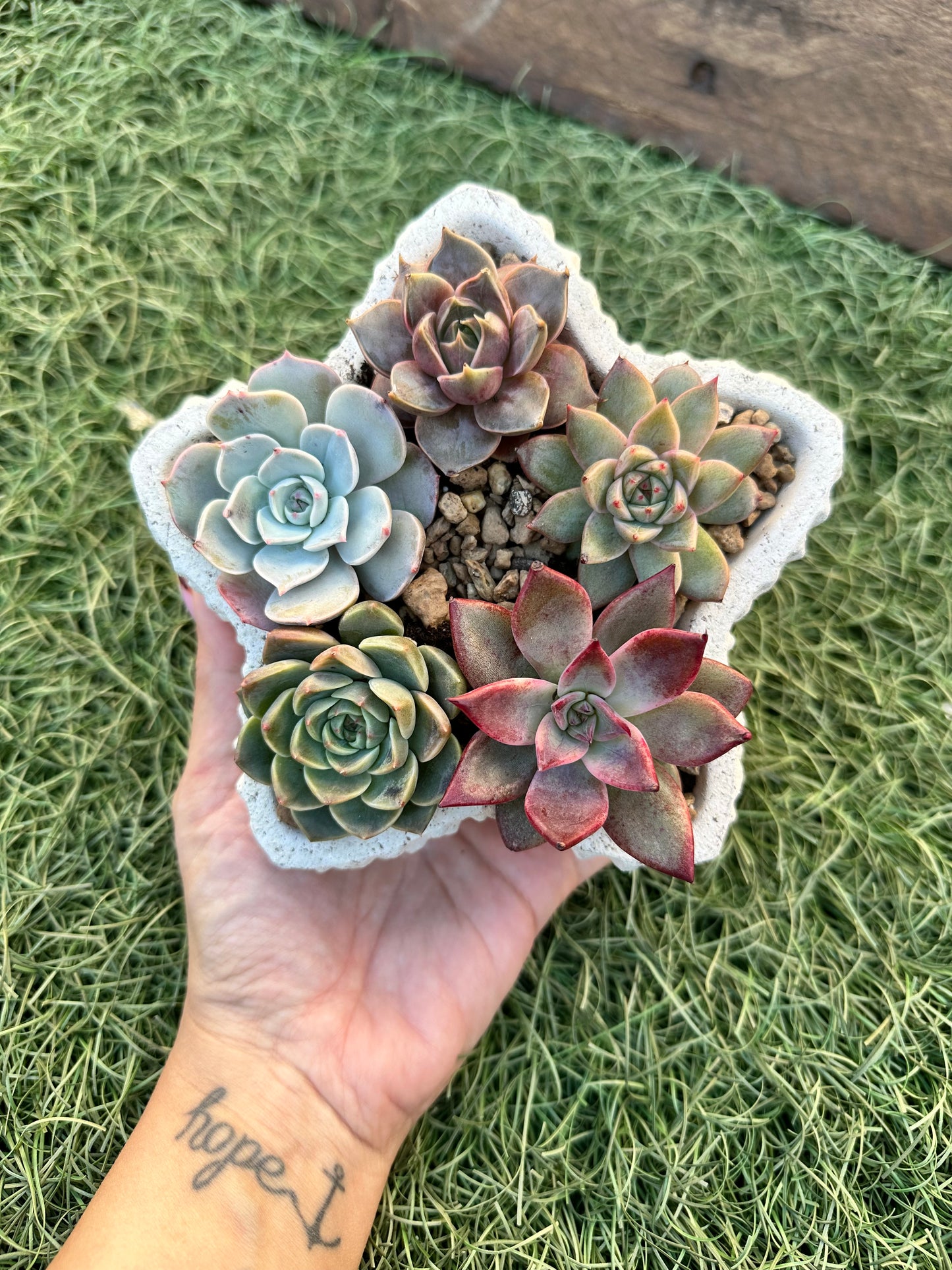 Estrella de suculentas