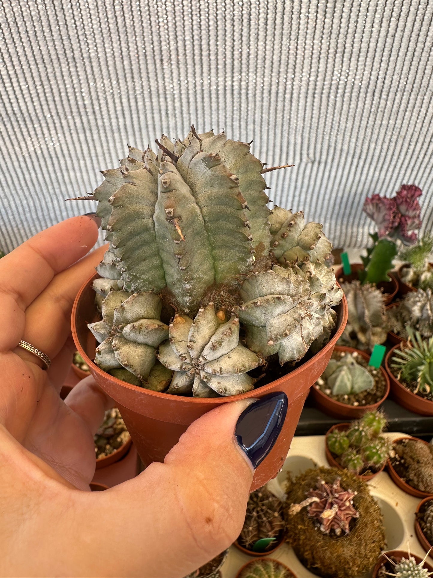 Euphorbia horrida “copos de nieve”