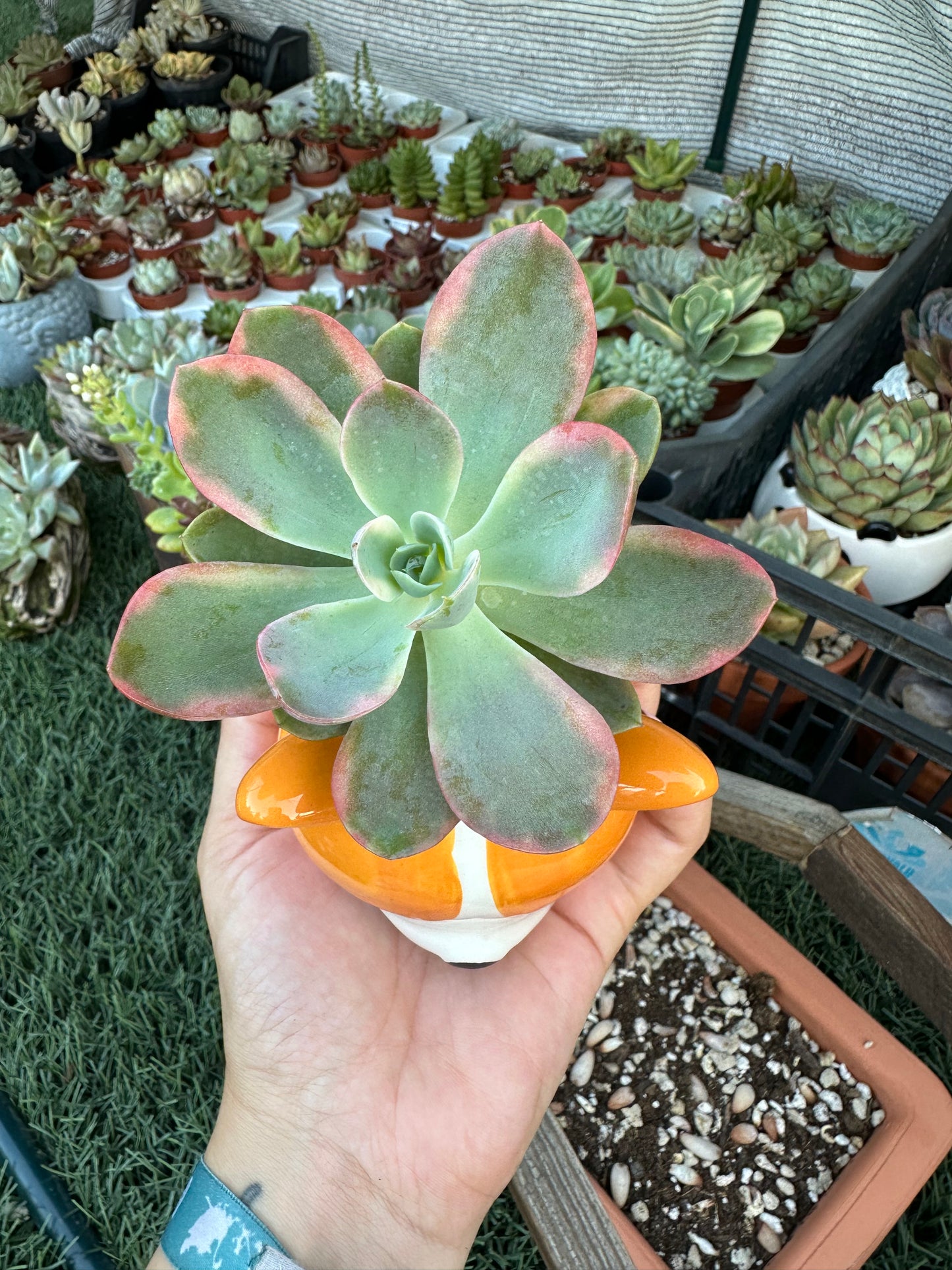 Echeveria Pink Vera variegata