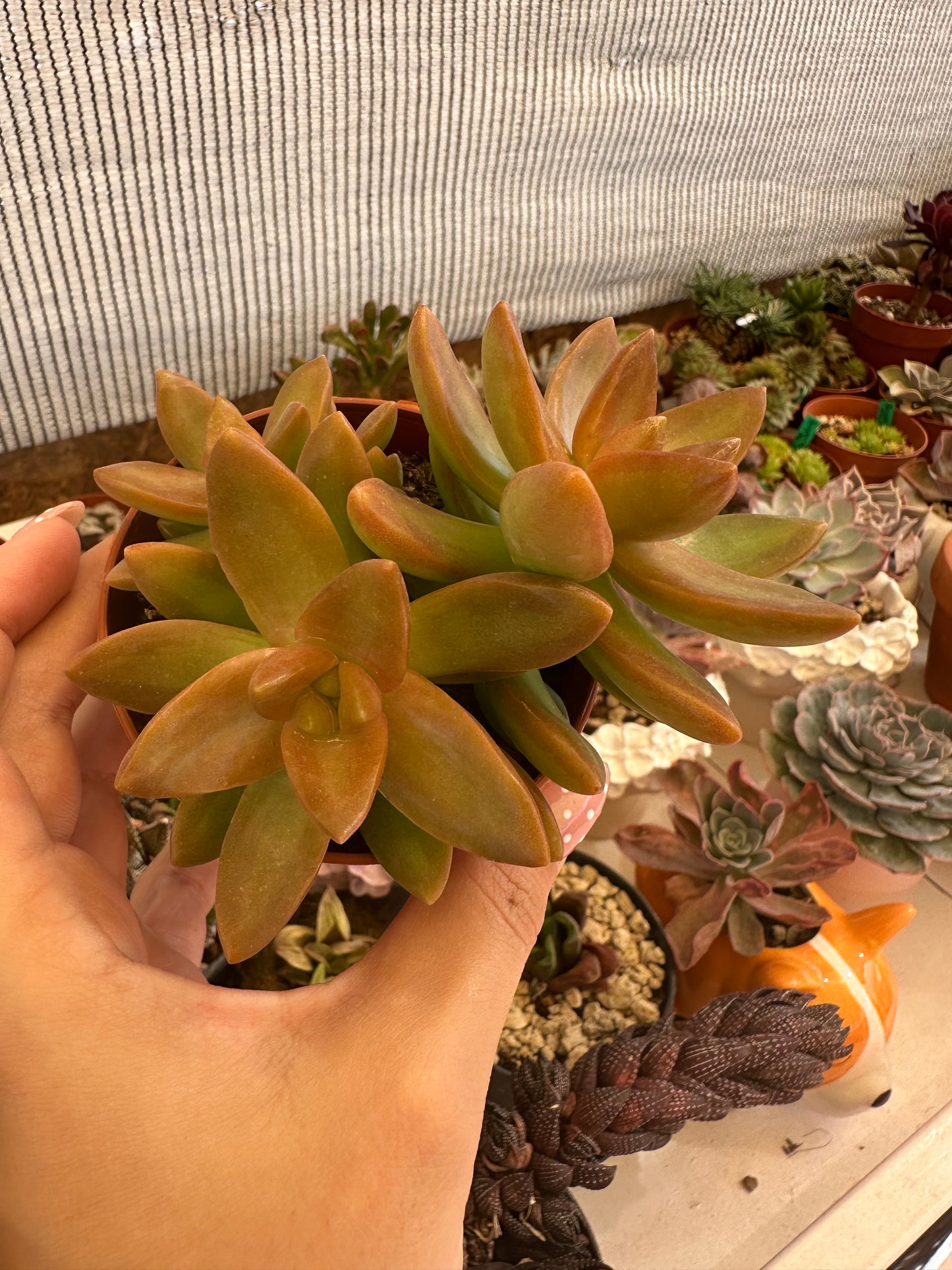 Sedum Nussbaumerianum