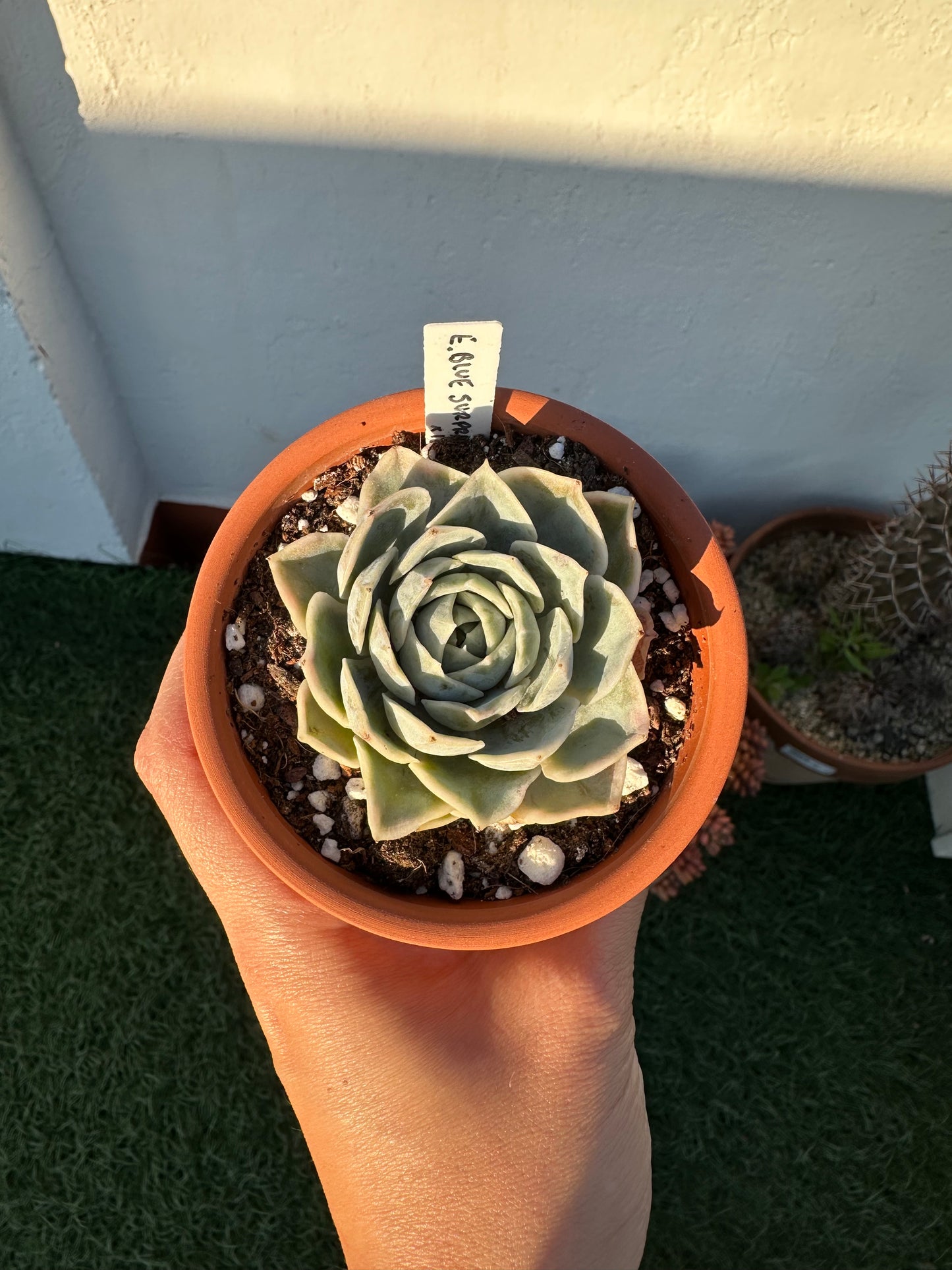 Echeveria Blue Surprise Variegata