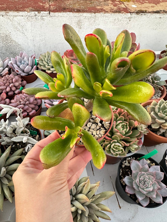 Crassula Ovata ‘Hobbit’ Variegata