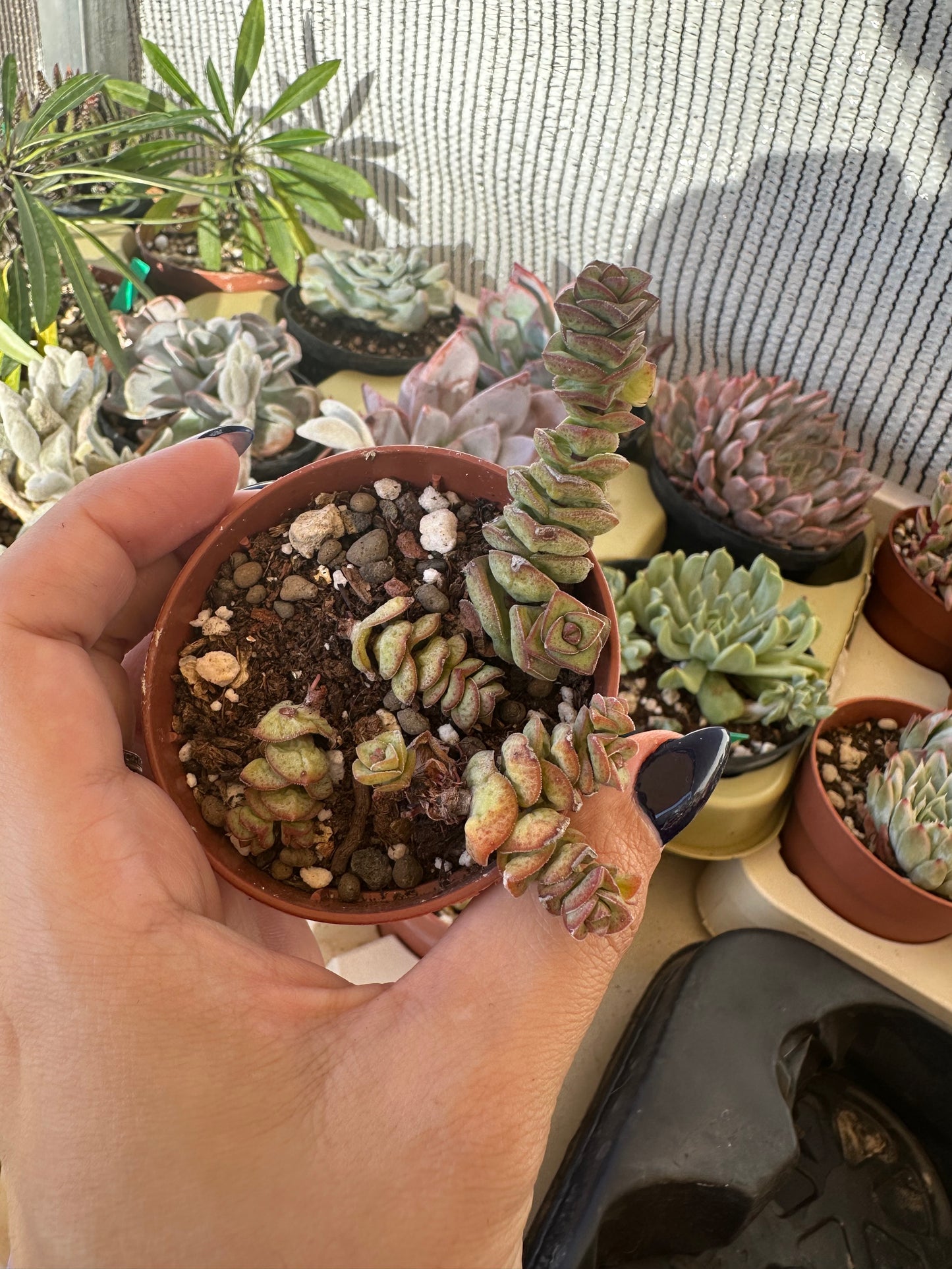 Crassula Marnieriana