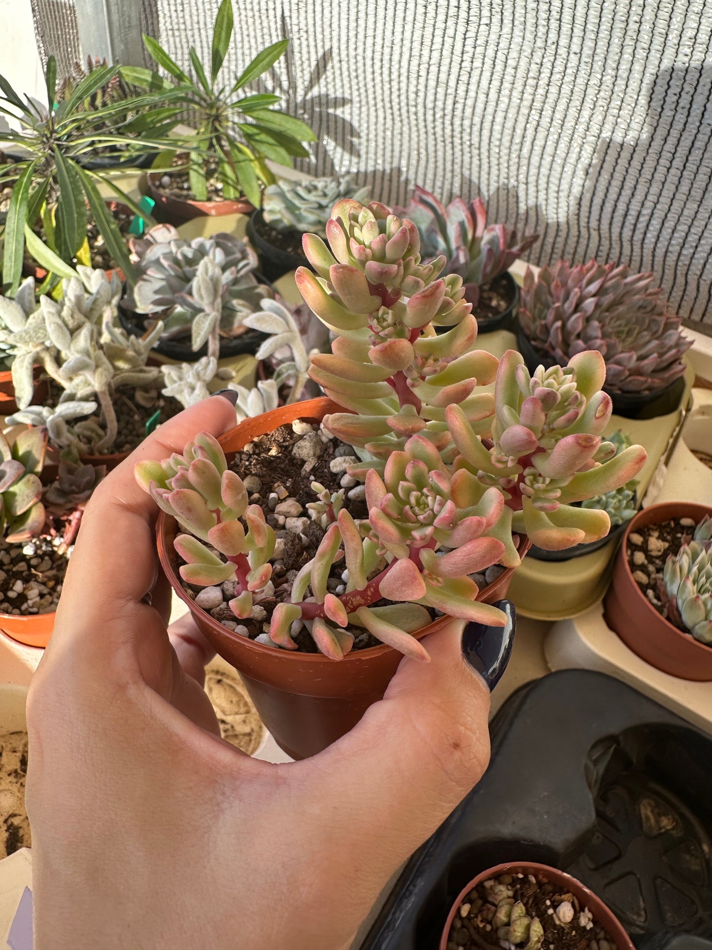 Sedum Joyce Tulloch