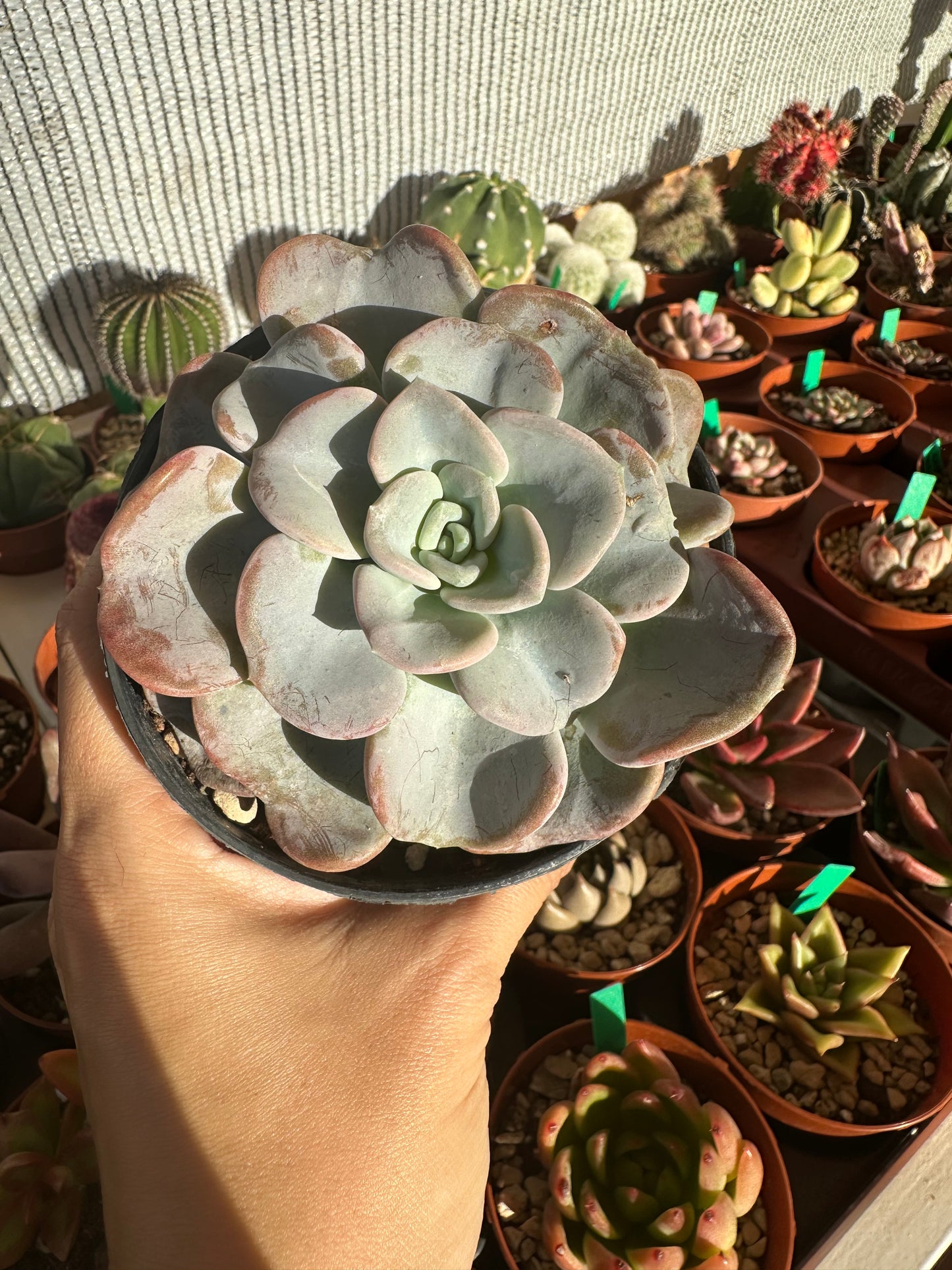 Echeveria Orpet