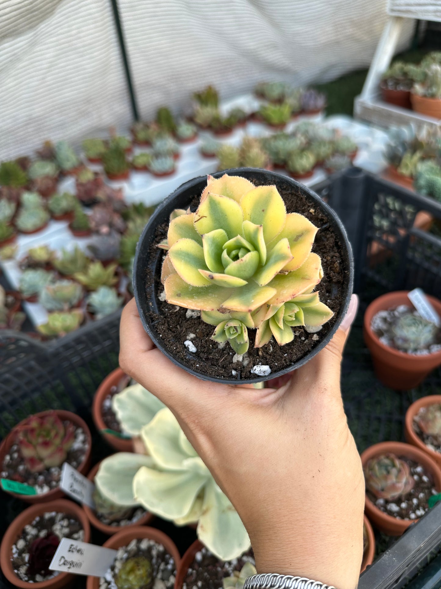 Aeonium Florence