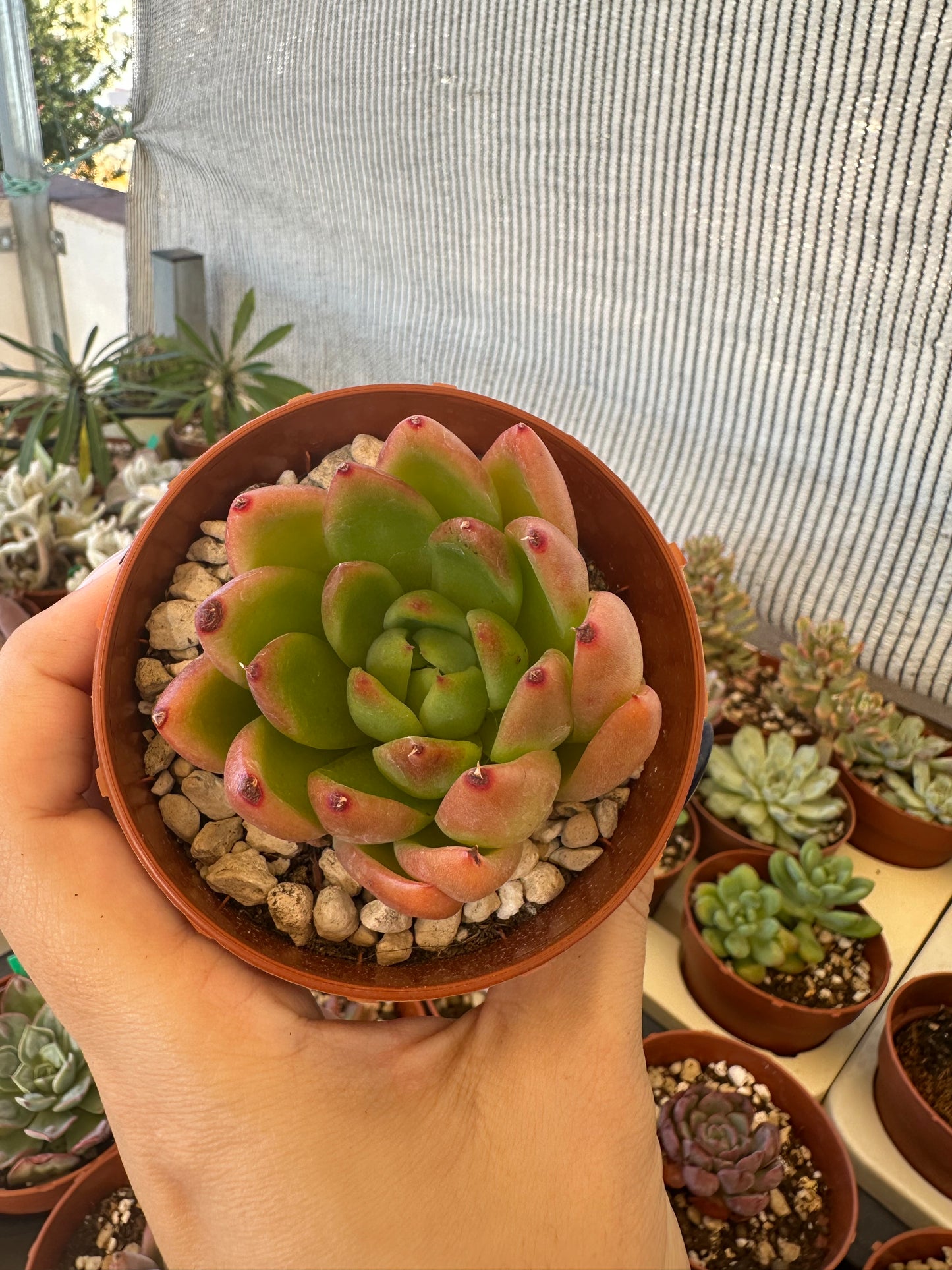 Echeveria Agavoides Gilva