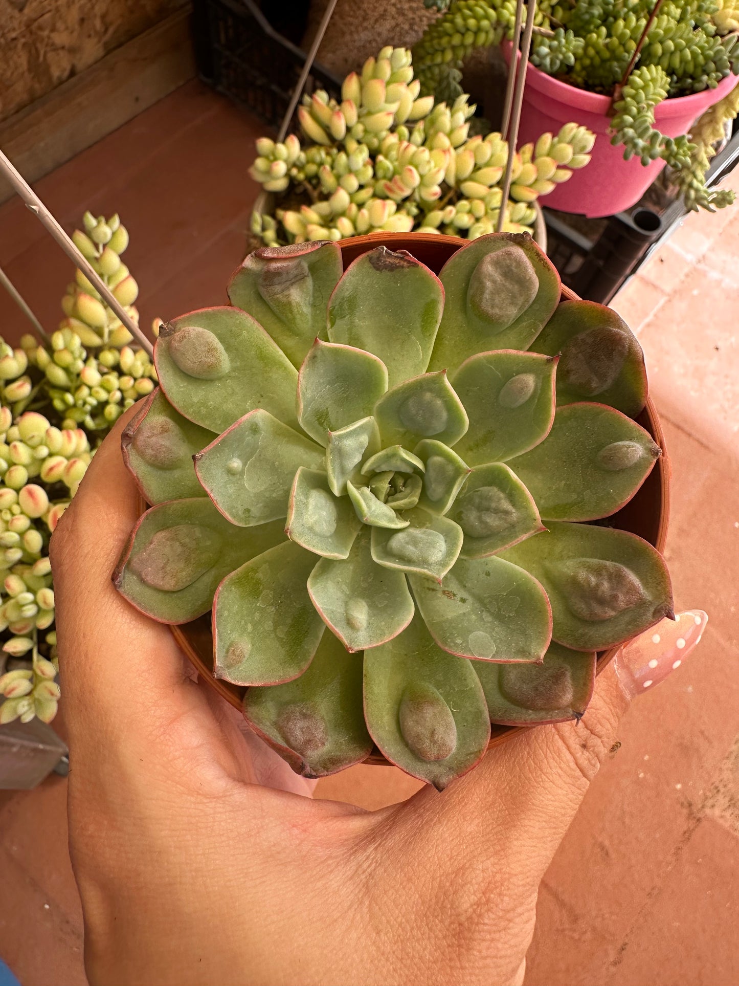 Echeveria Raindrops