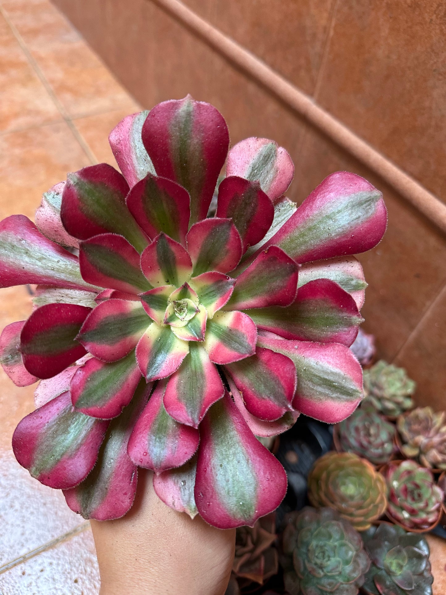 Aeonium Pink Witch