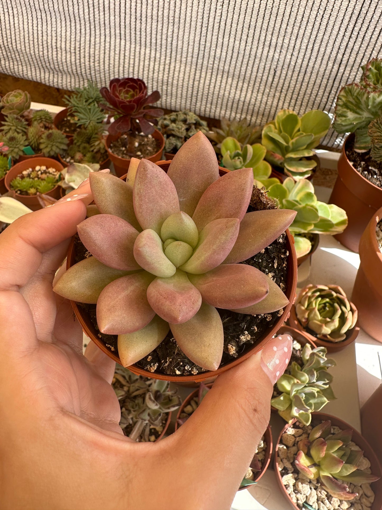 Graptoveria Pink Donna