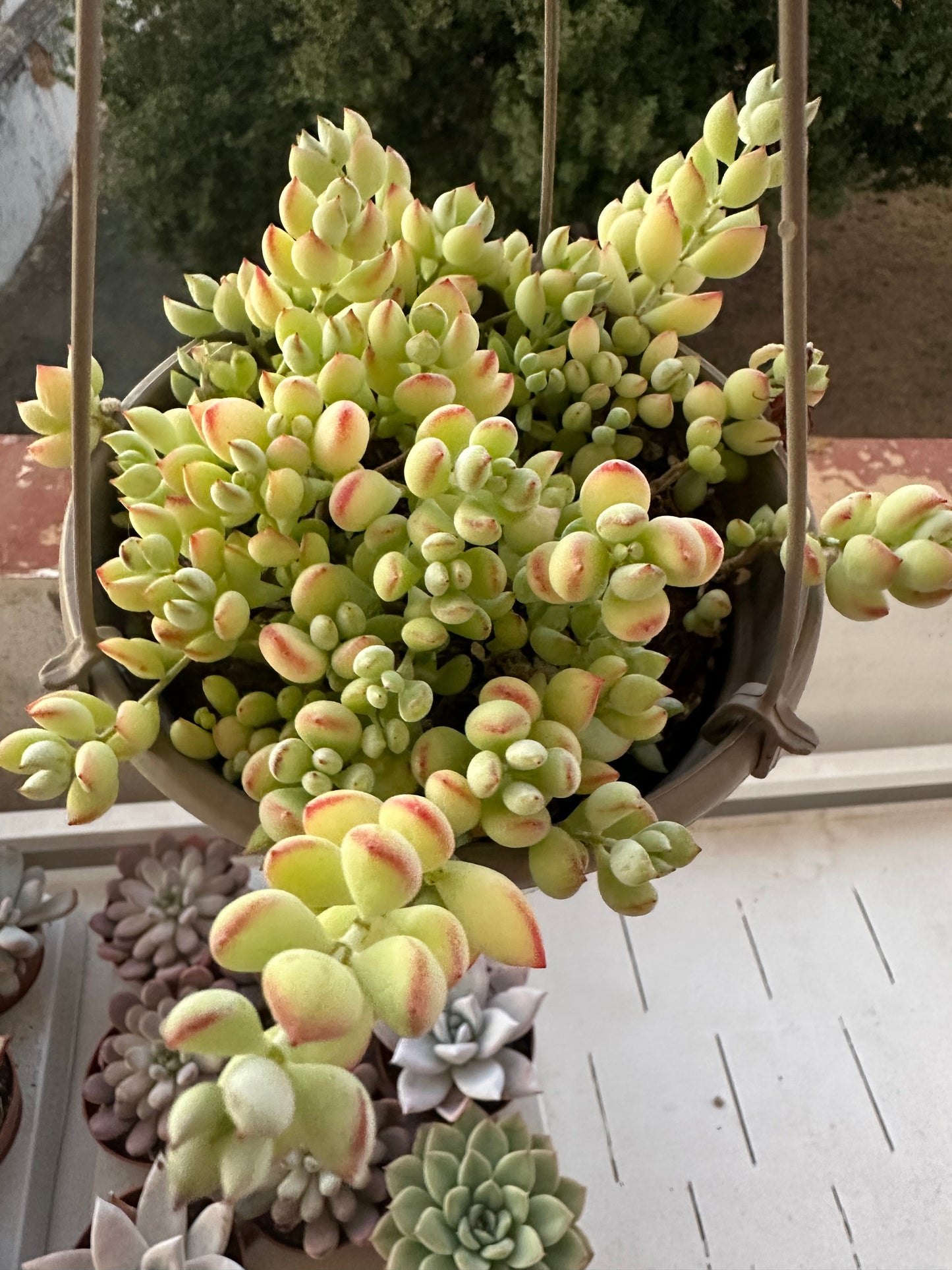 Cotyledon pendens