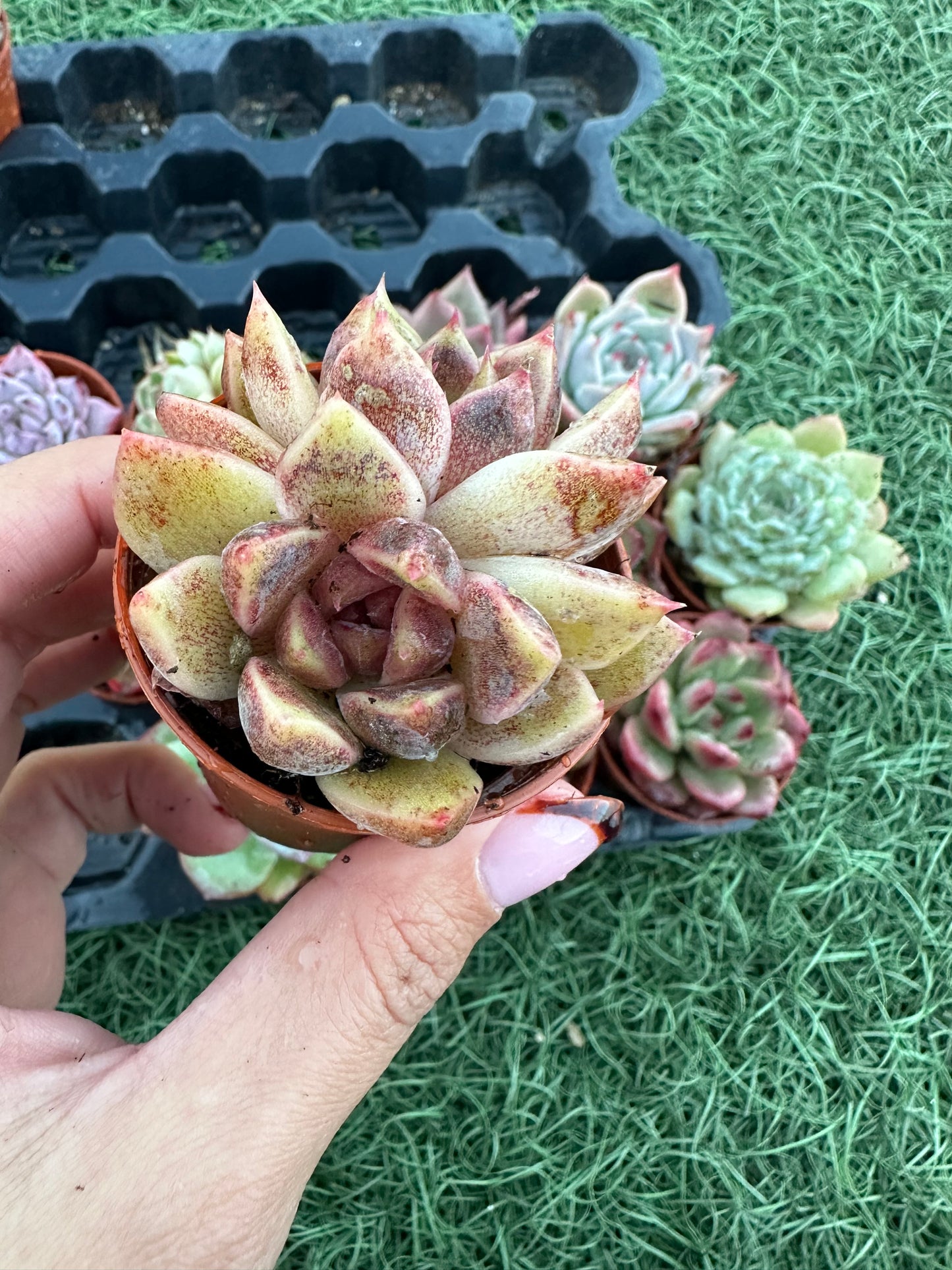 Echeveria Coreana