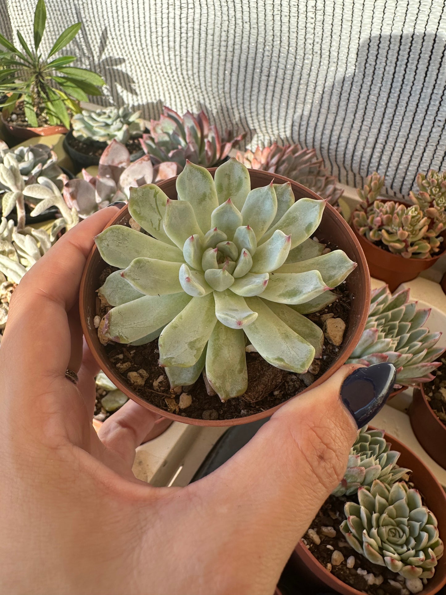 Echeveria Cuspidata