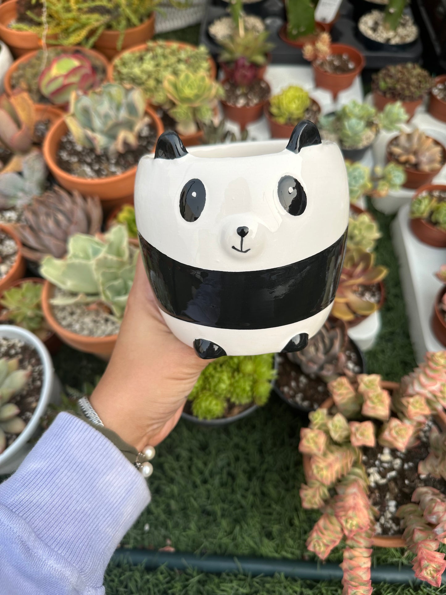 Maceta panda