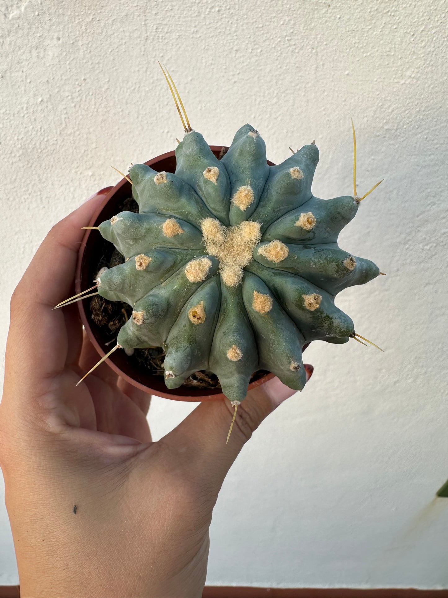 Ferocactus Glaucescens Inermis