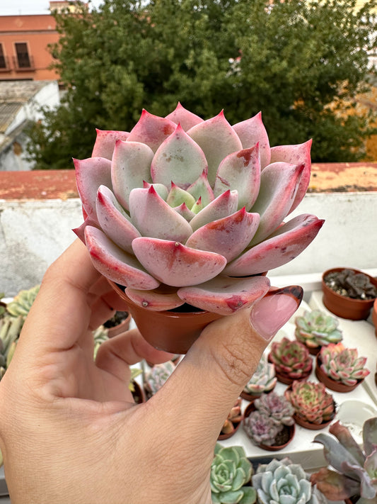 Echeveria Agavoides Salmón