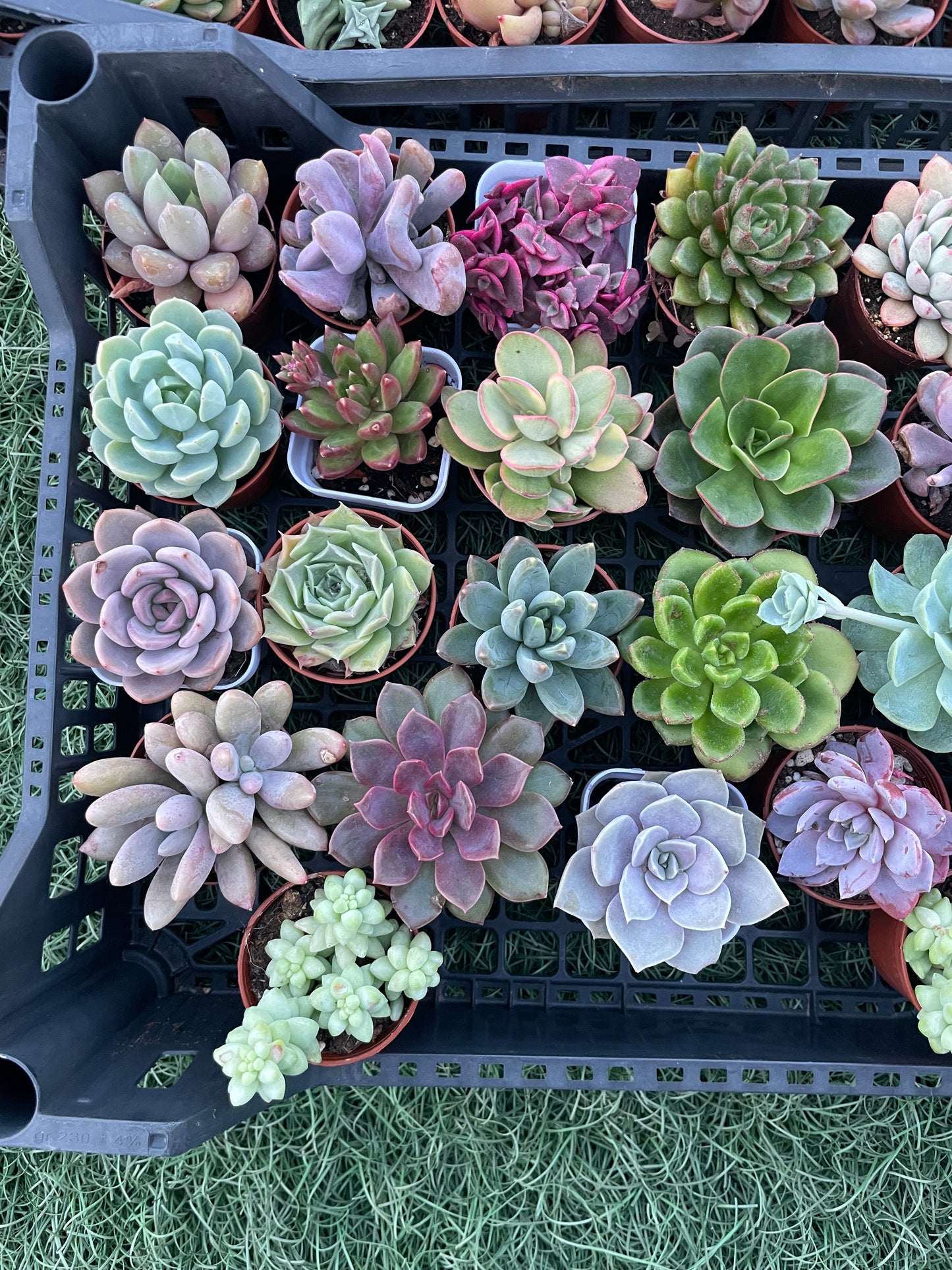 SucuBox - Pack de 10 suculentas