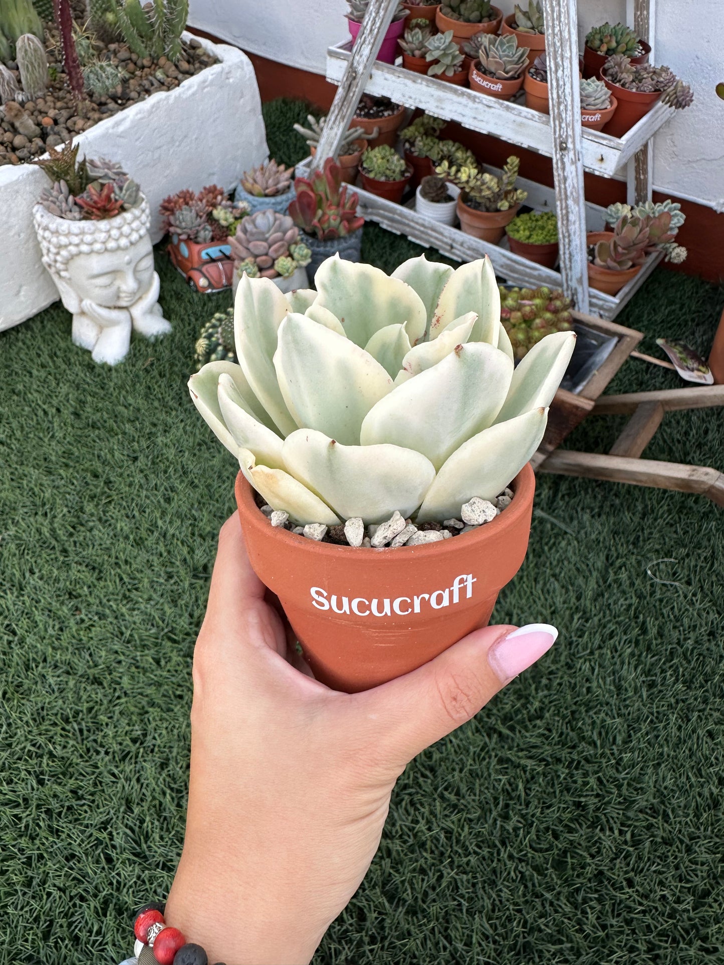 Echeveria Moon River Variegada
