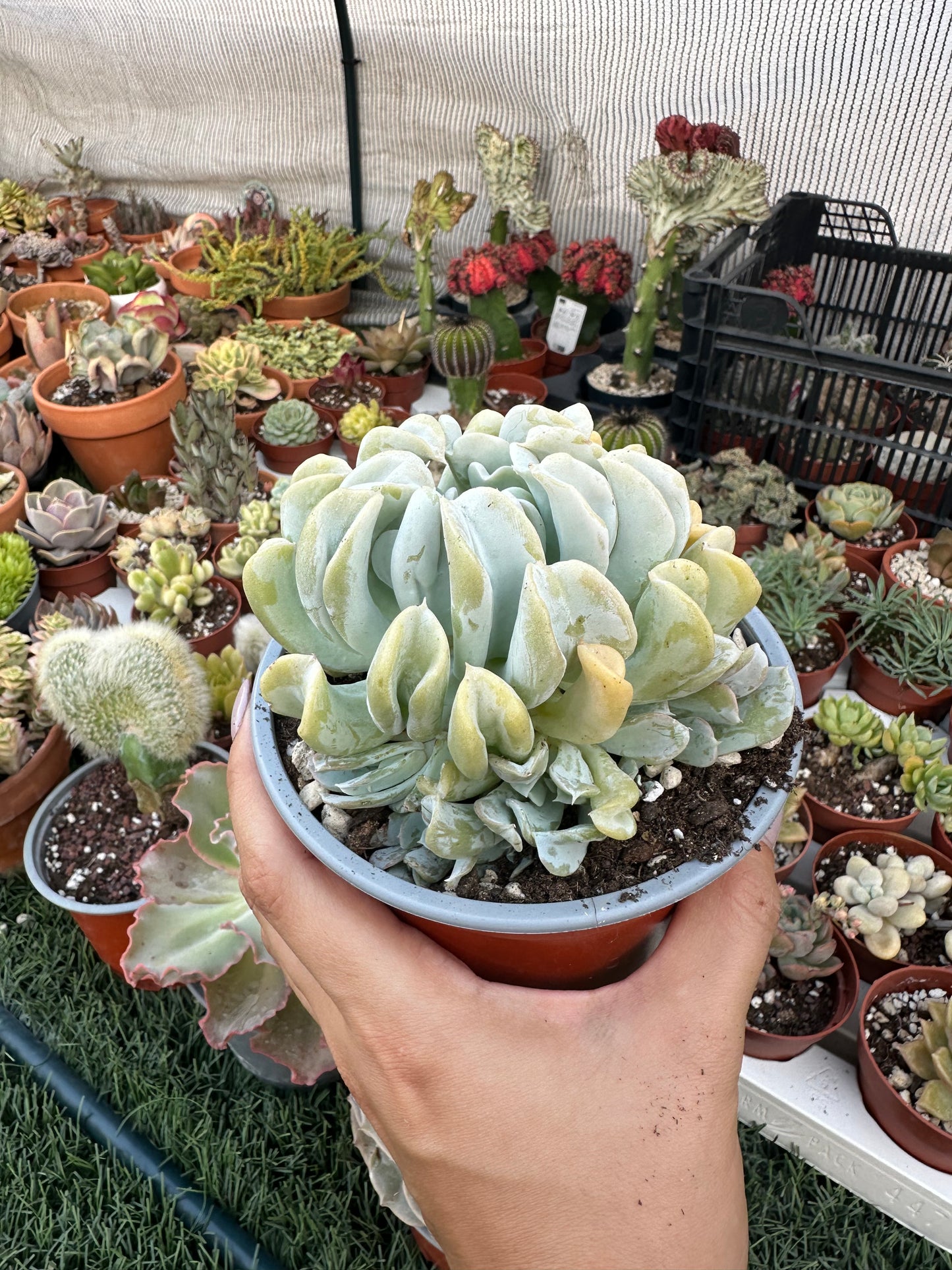 Echeveria Topsy Turvy 13cm