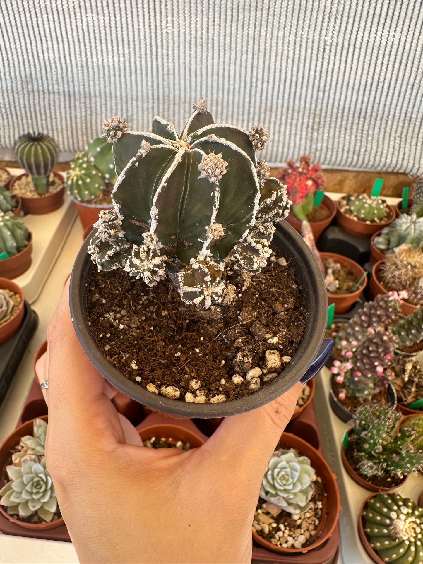 Astrophytum myriostigma fukuyu haku-jo