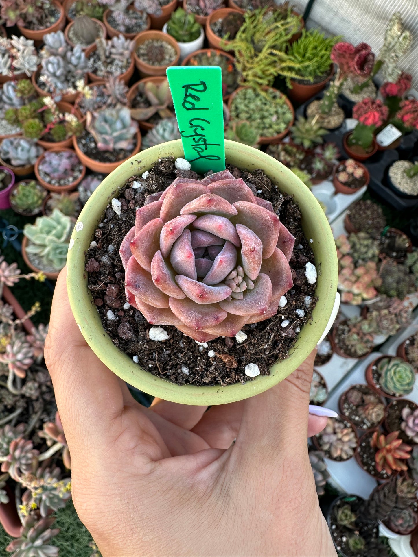 Echeveria Red Crystal