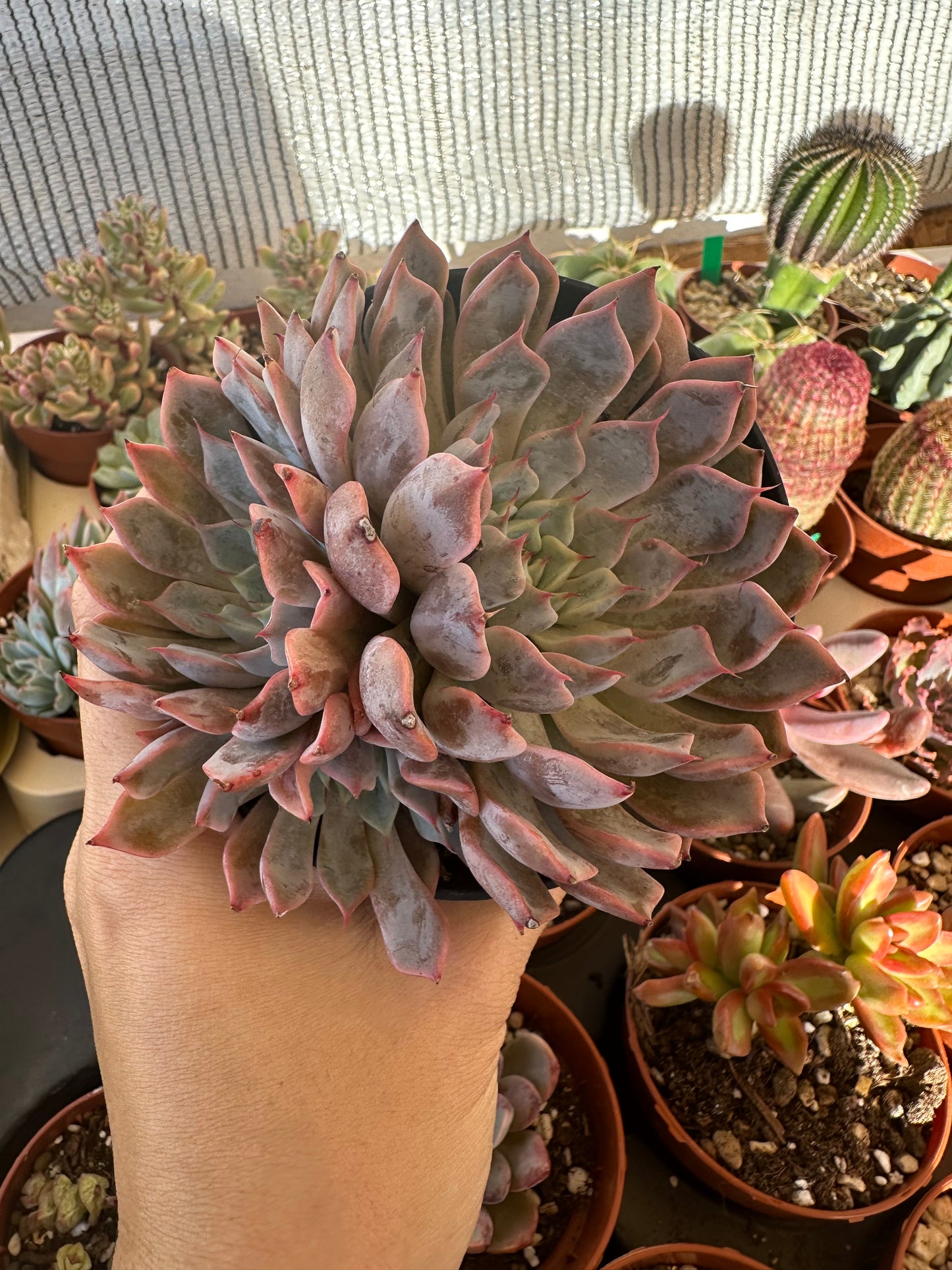 Echeveria Pink Zaragoza