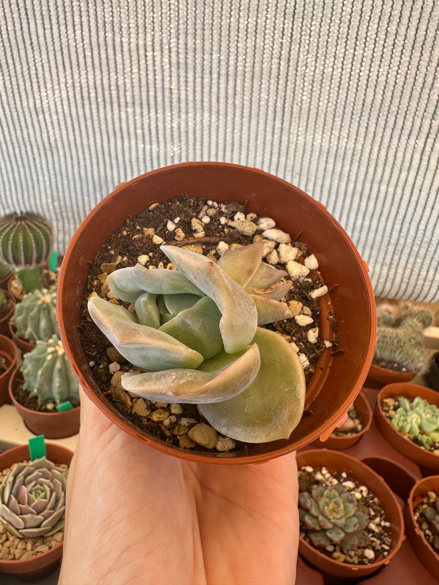 Graptoveria Lovely Rose