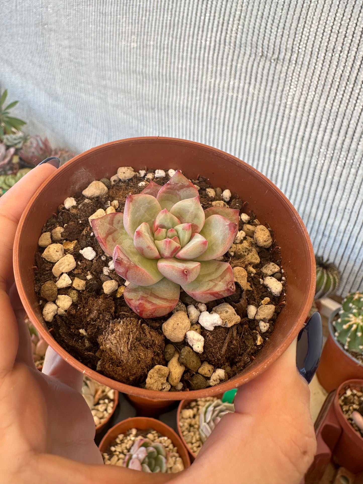 Echeveria Blood Swallow