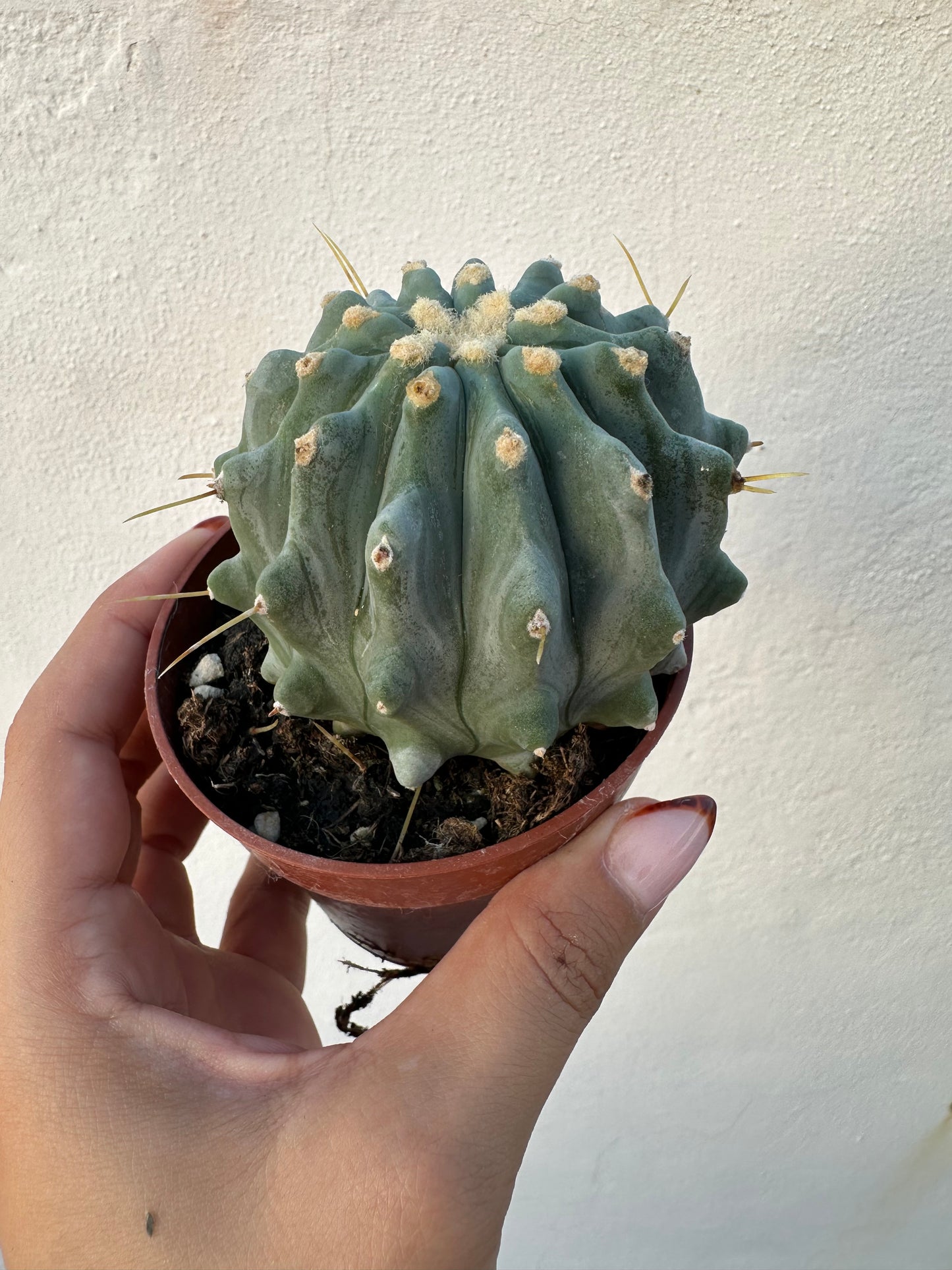 Ferocactus Glaucescens Inermis