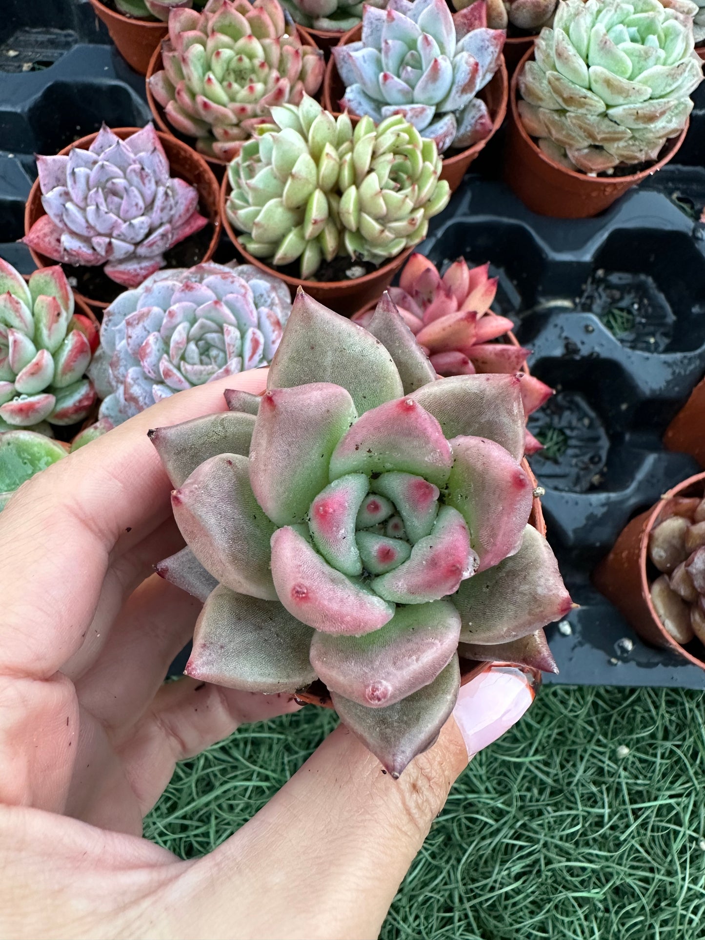 Echeveria Coreana