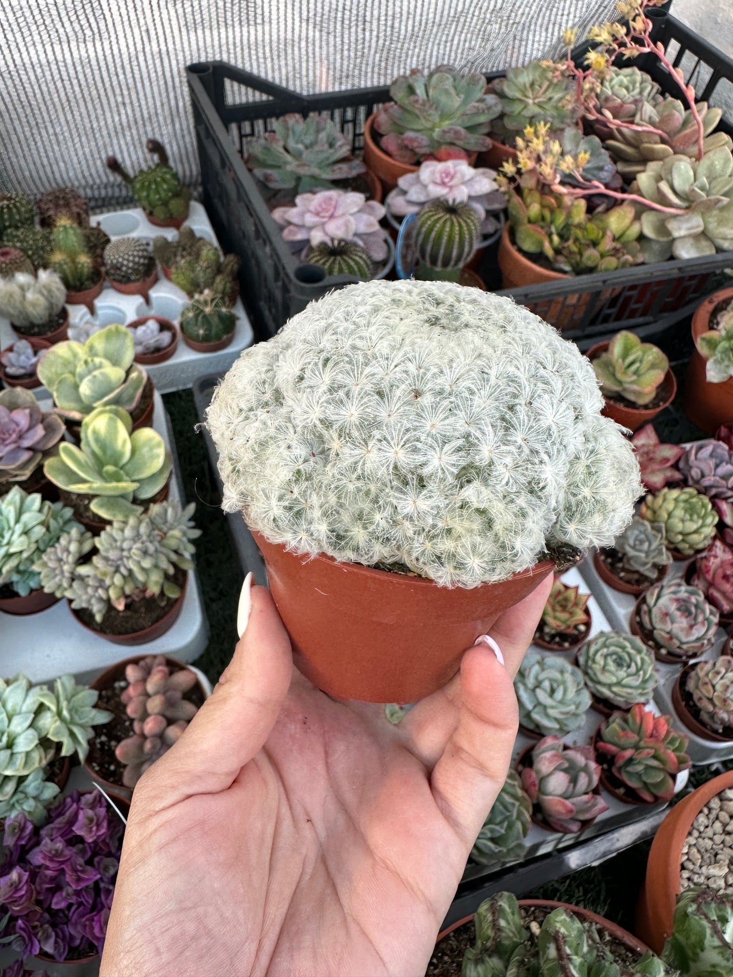 Mammillaria Plumosa