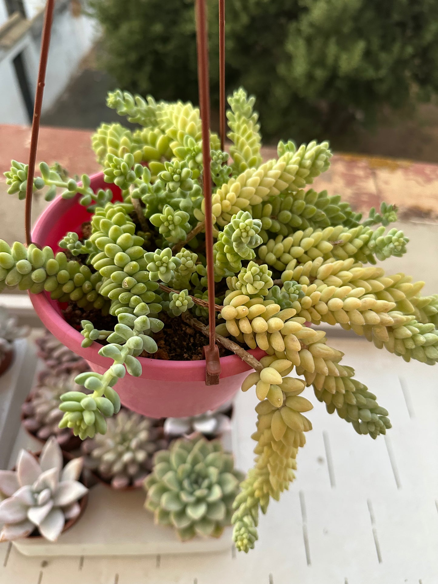 Sedum burrito