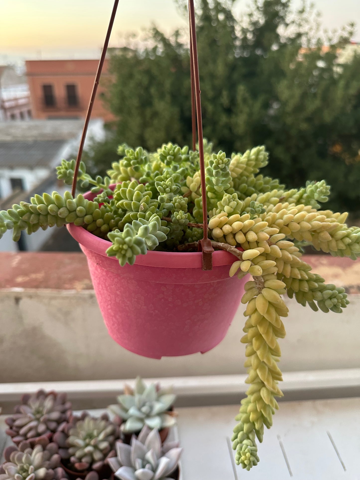 Sedum burrito