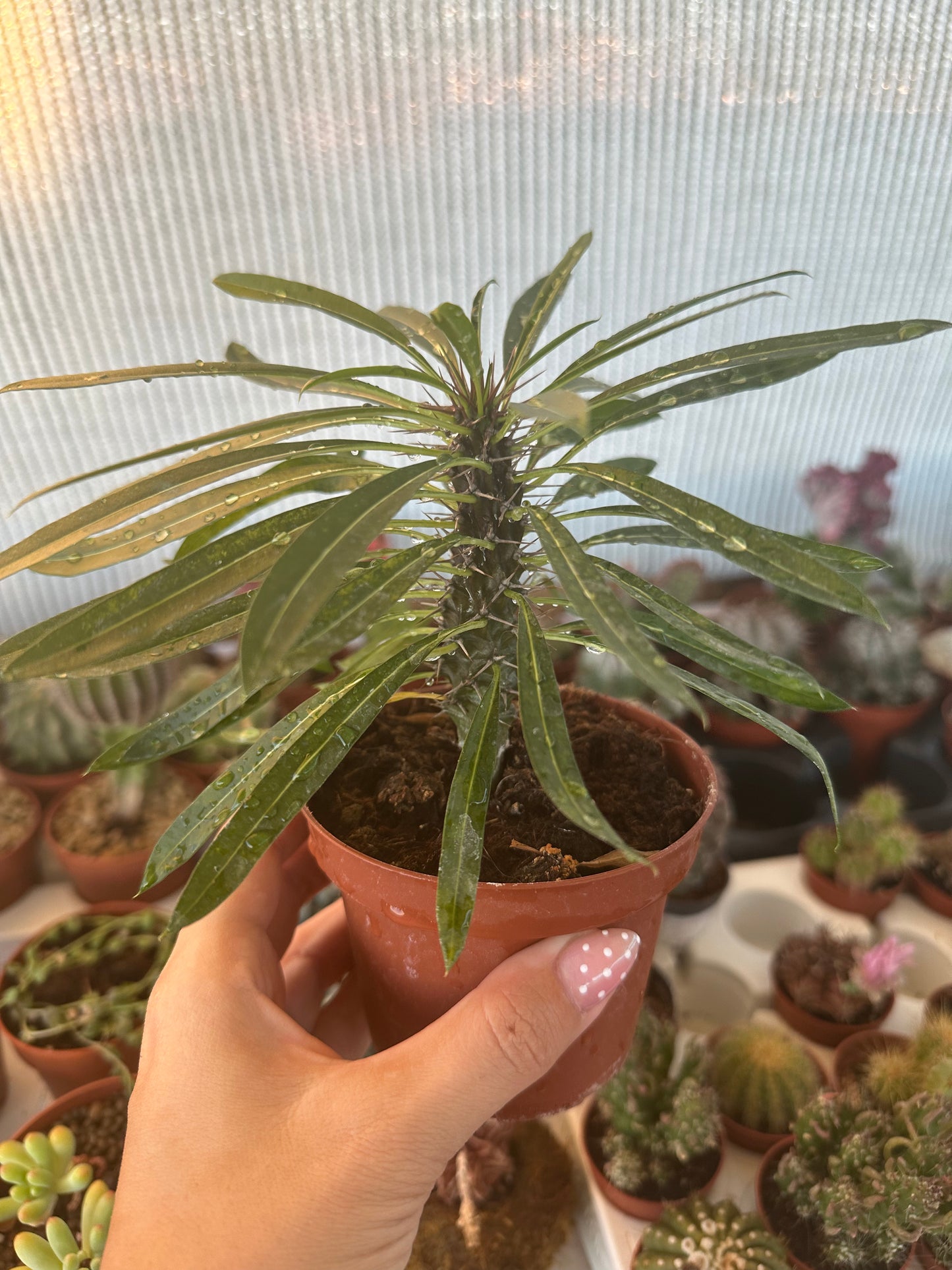 Pachypodium Lamerei