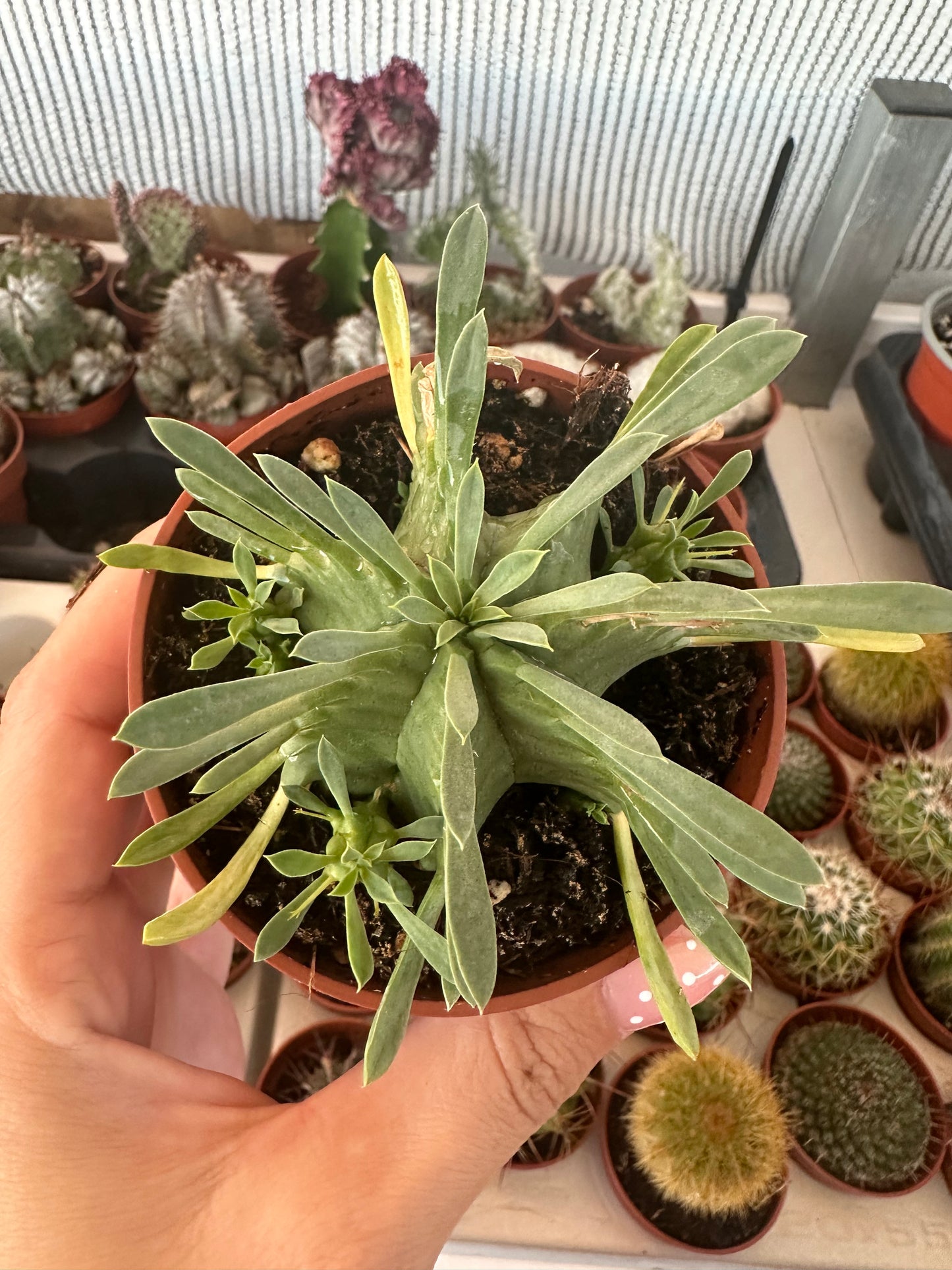 Euphorbia pulvinata
