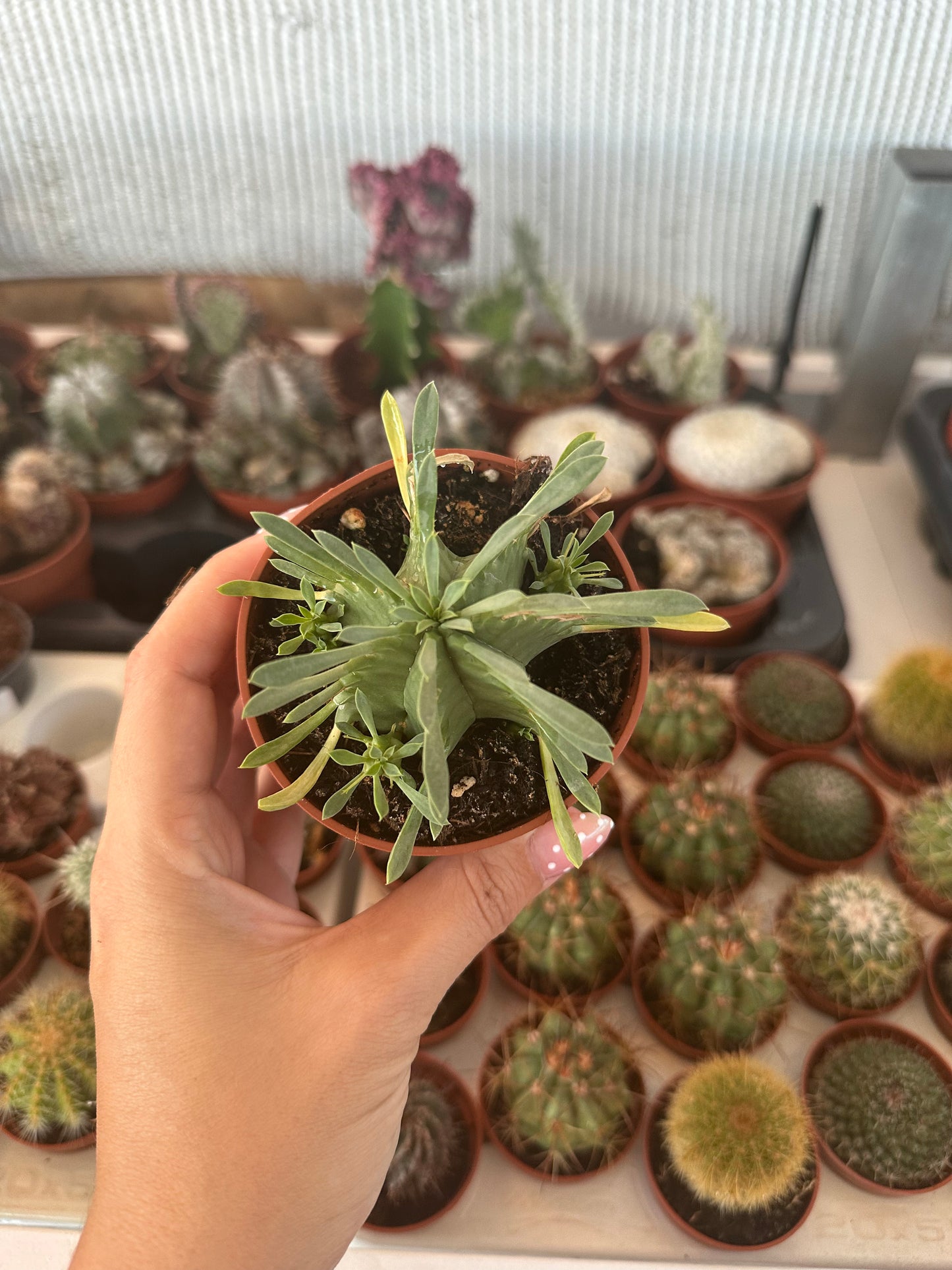 Euphorbia pulvinata