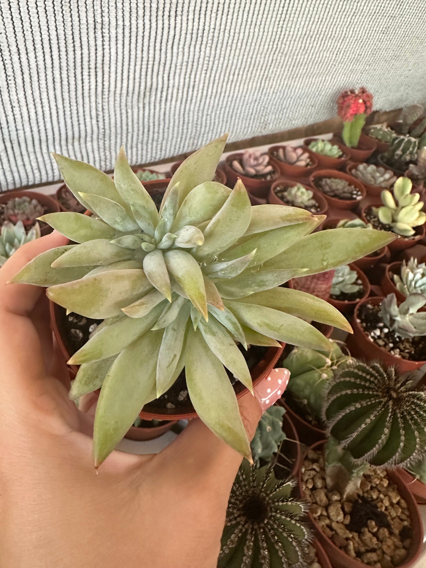 Pachyveria Glacier