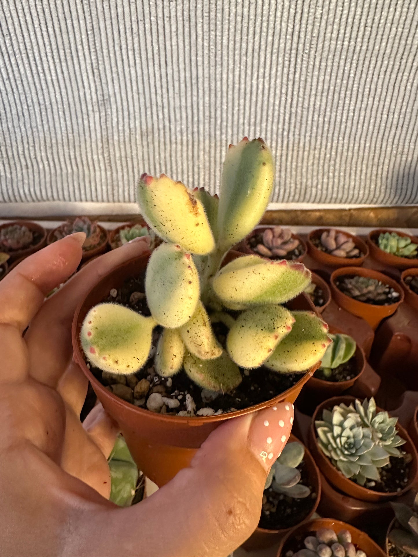 Cotyledon Tomentosa Variegata