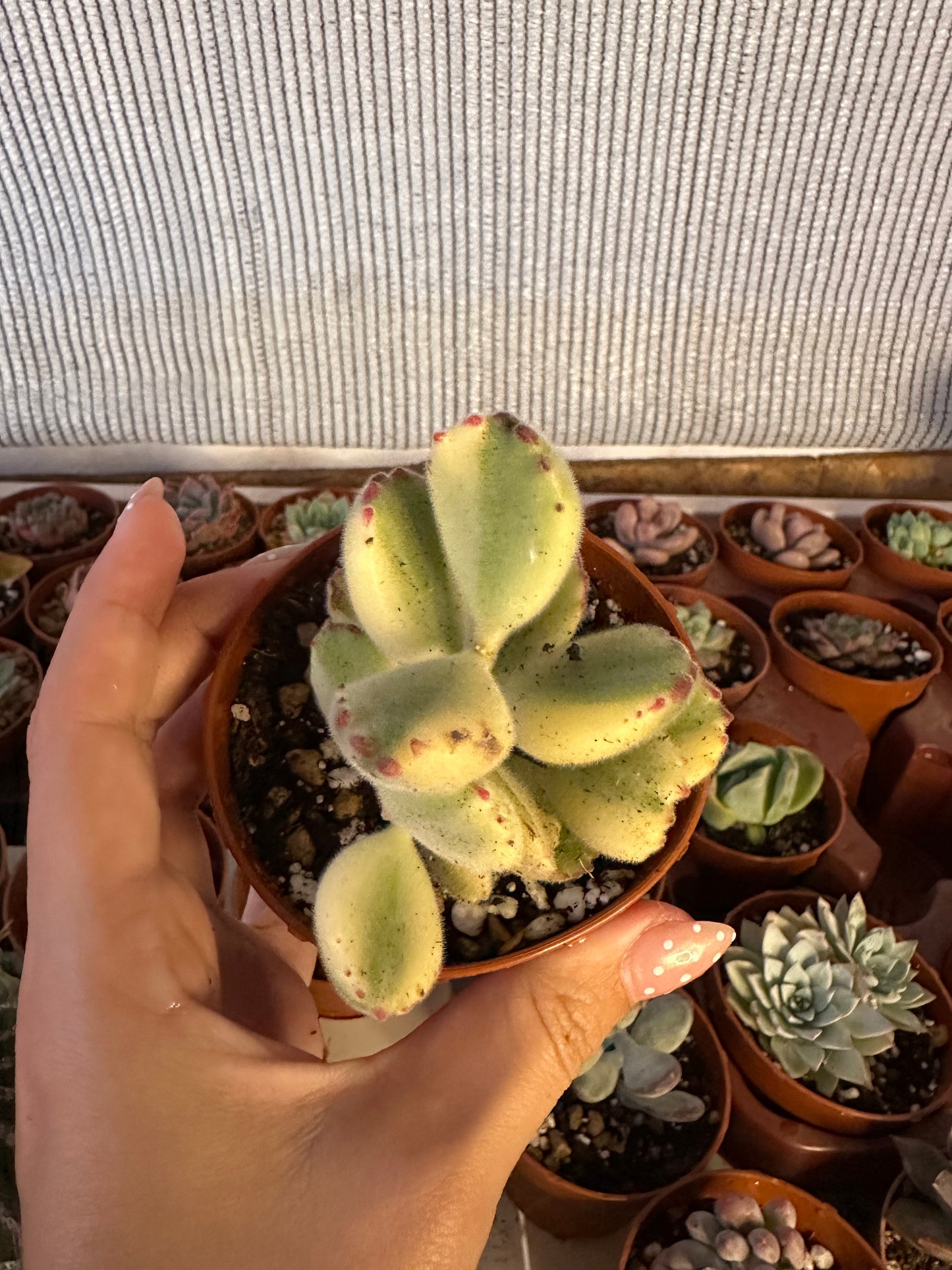Cotyledon Tomentosa Variegata